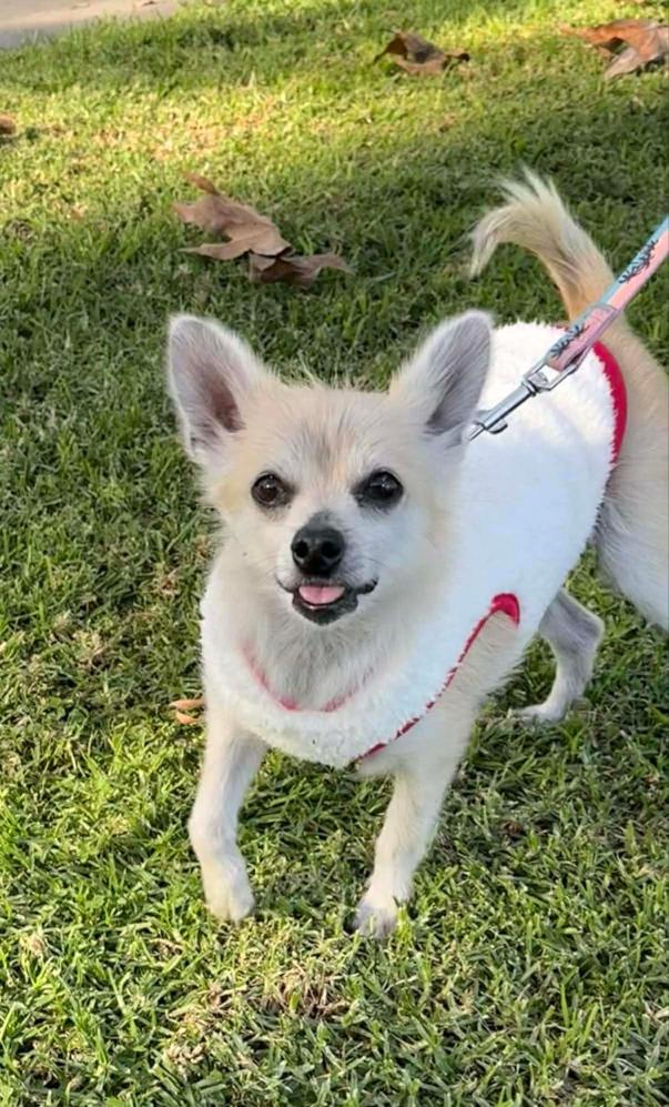 Ziva, Adoptable, Adult Female Chihuahua.