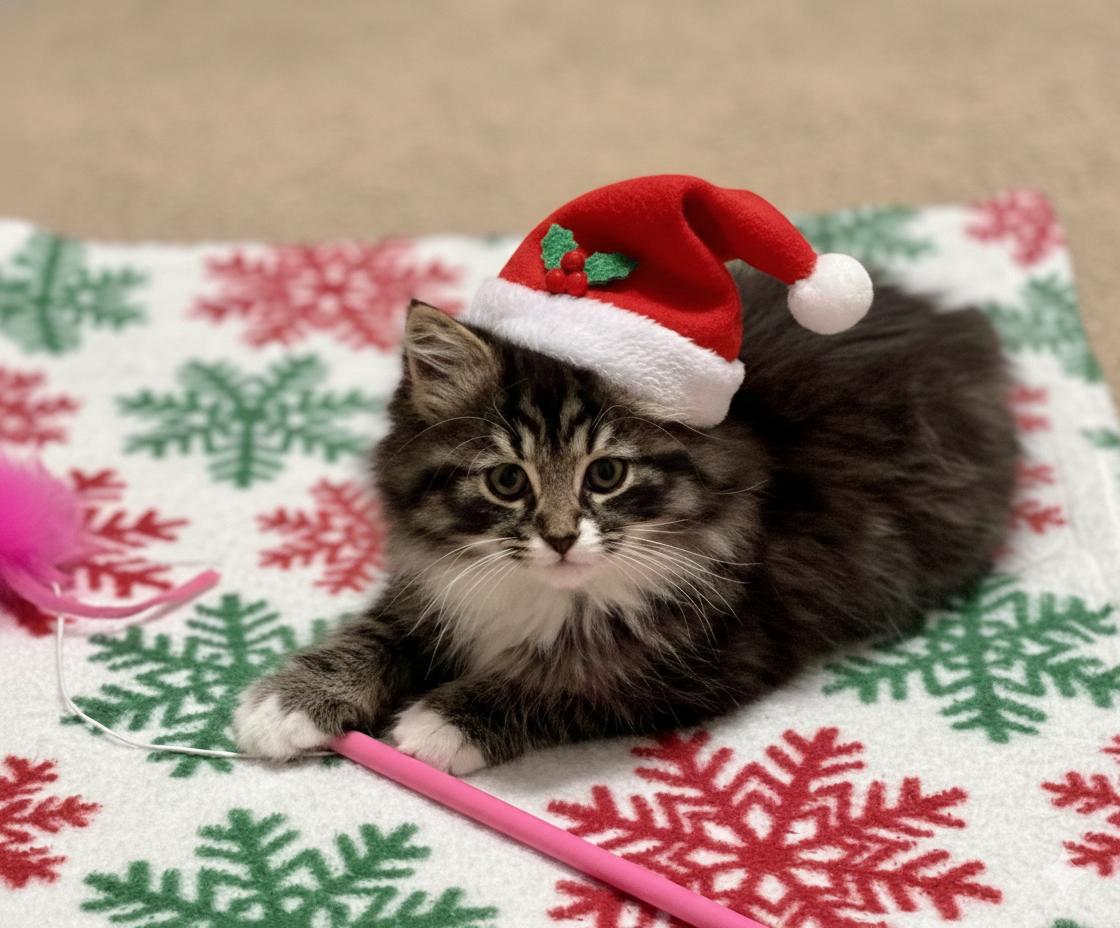 Enlarge Mia, an adopted mixed breed in Granite Falls, NC image 1/5