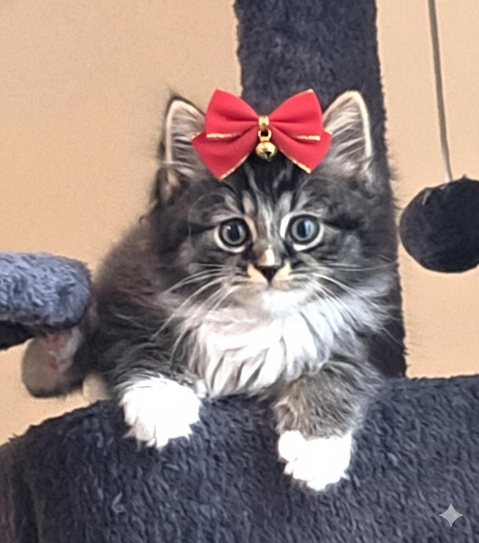 Enlarge Mia, an adopted mixed breed in Granite Falls, NC image 2/5