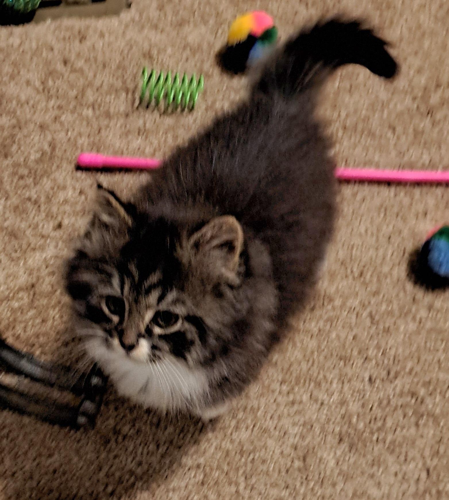 Enlarge Mia, an adopted mixed breed in Granite Falls, NC image 3/5