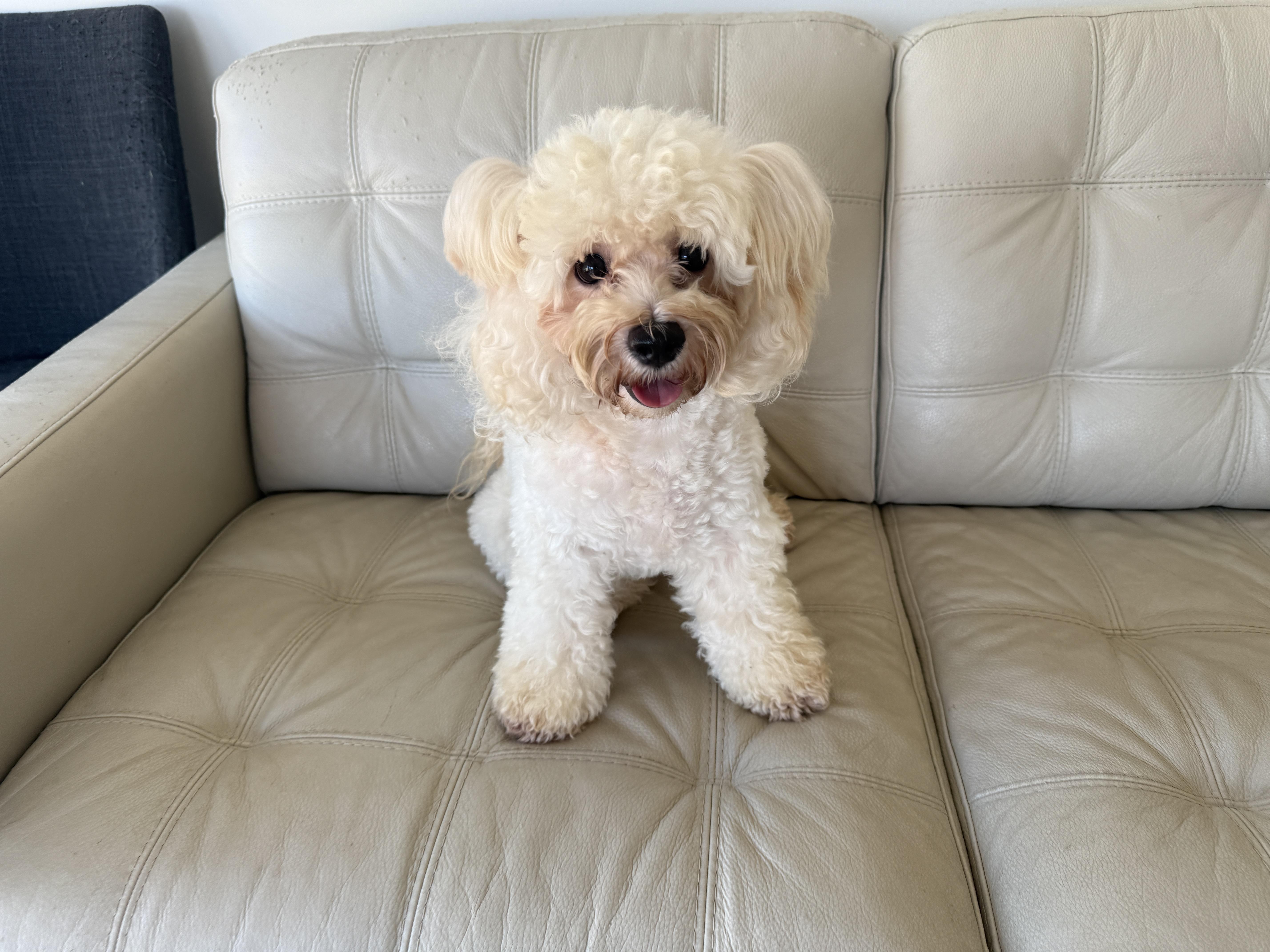 Enlarge Mimi, a Adoptable Bichon Frise in Markham, ON image 2/3