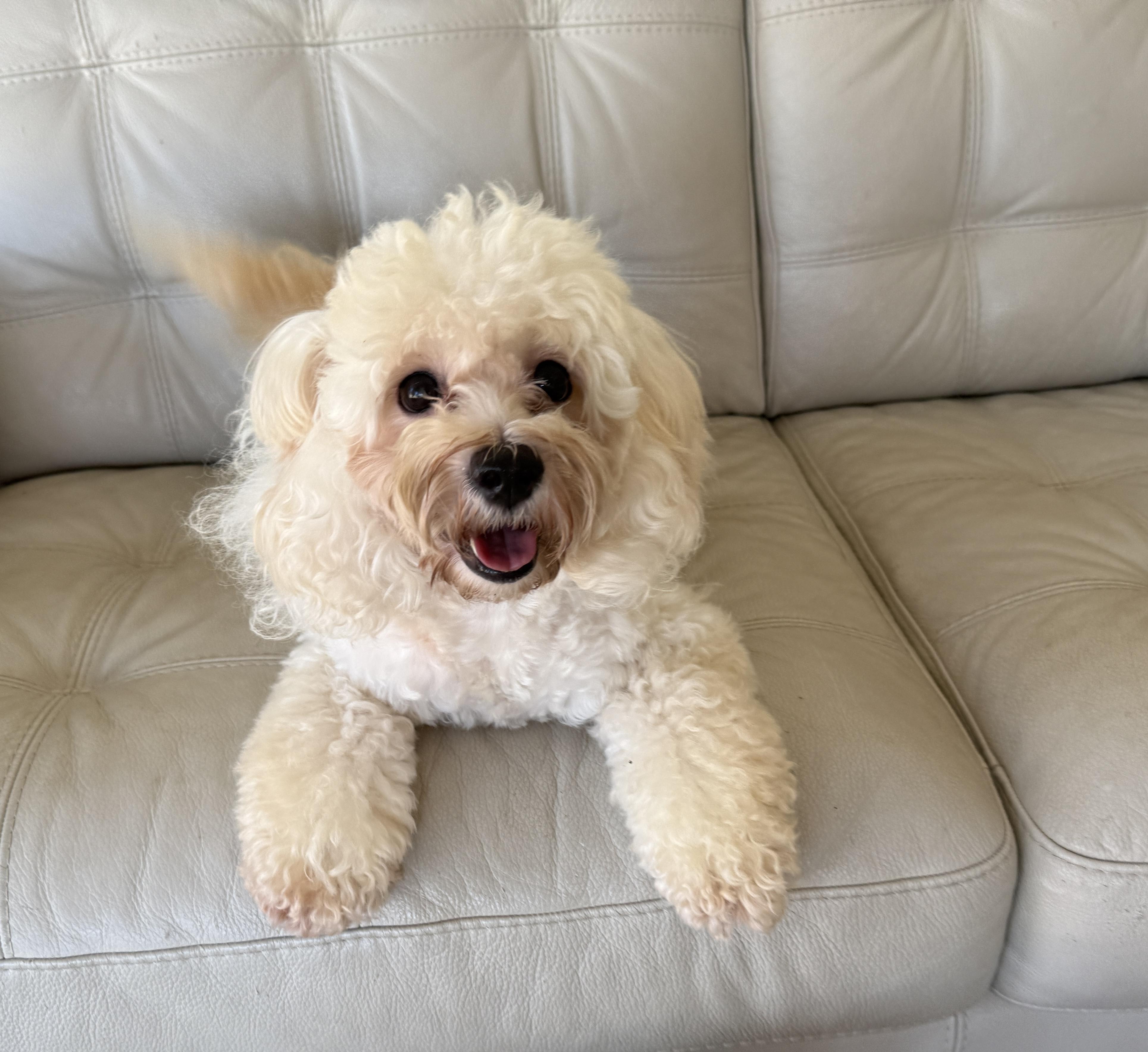 Enlarge Mimi, a Adoptable Bichon Frise in Markham, ON image 3/3