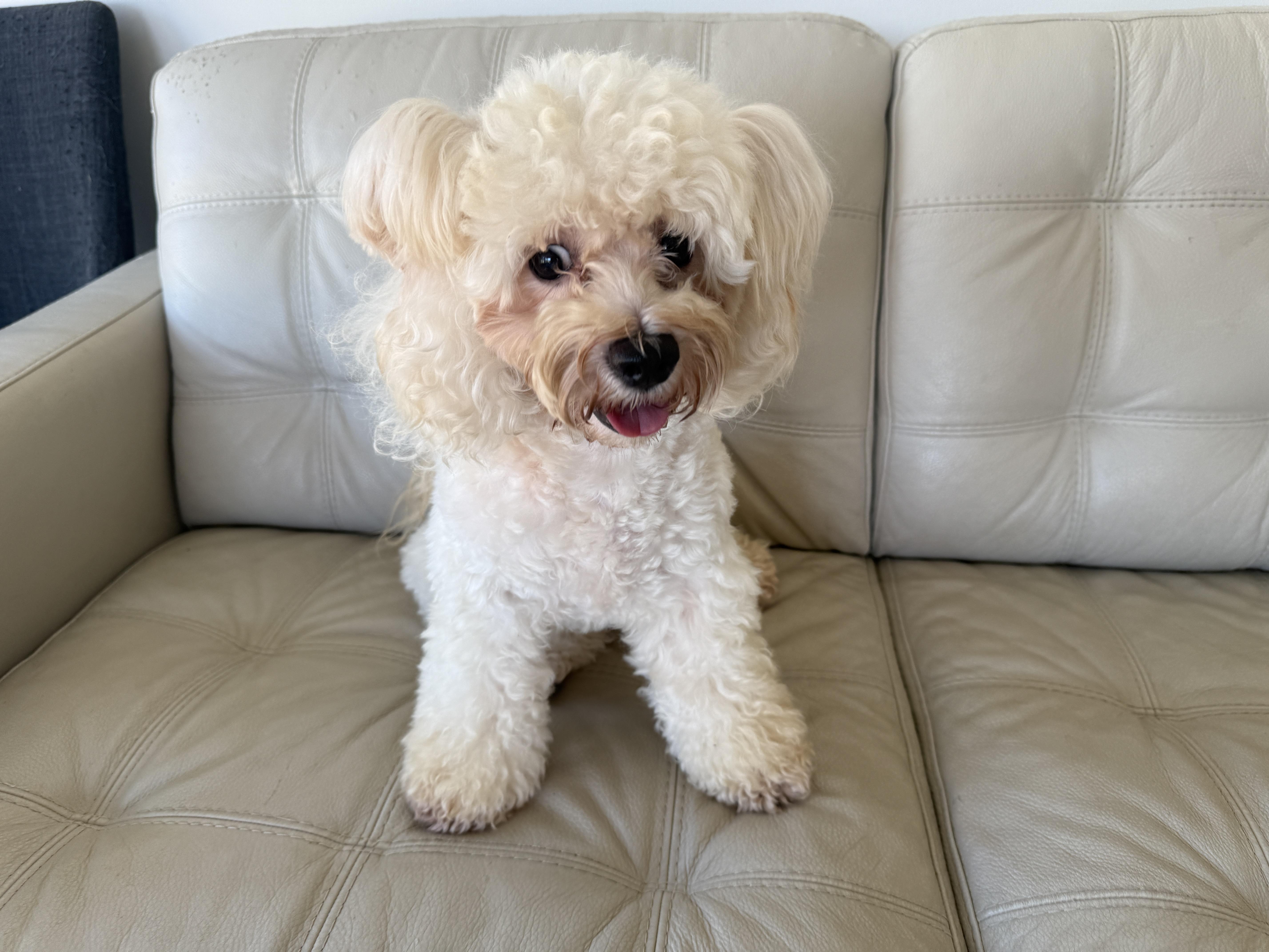 Mimi, Adoptable, Young Female Bichon Frise.