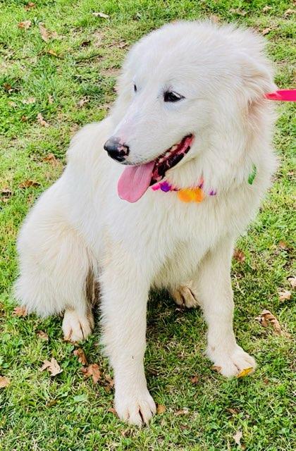 Juno, a Adoptable Great Pyrenees in Colusa, CA image 2/6