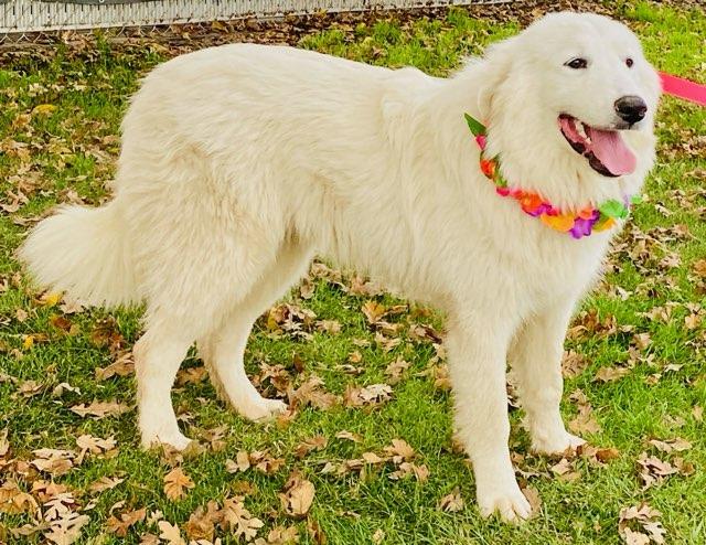 Juno, a Adoptable Great Pyrenees in Colusa, CA image 3/6