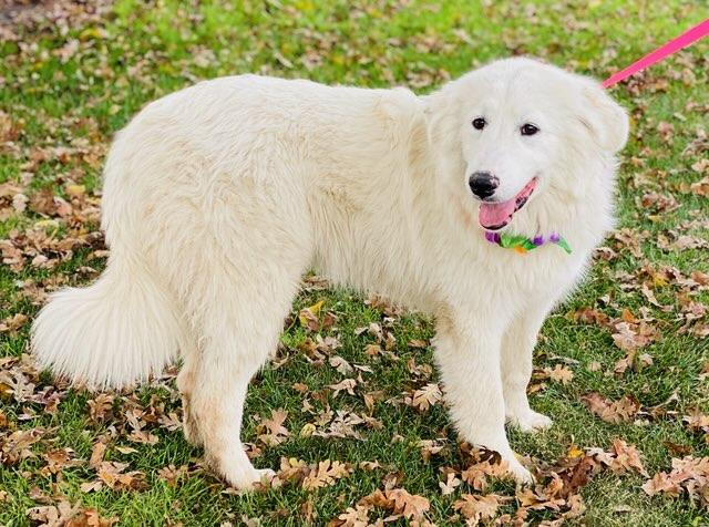 Juno, a Adoptable Great Pyrenees in Colusa, CA image 4/6