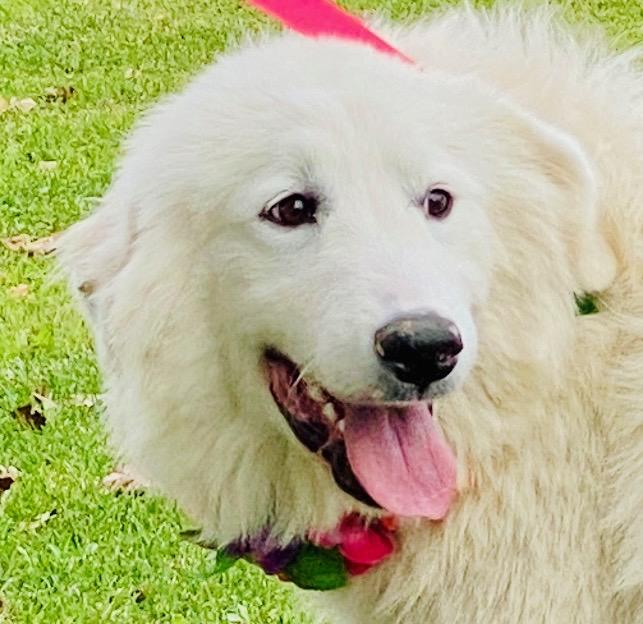 Juno, a Adoptable Great Pyrenees in Colusa, CA image 1/6