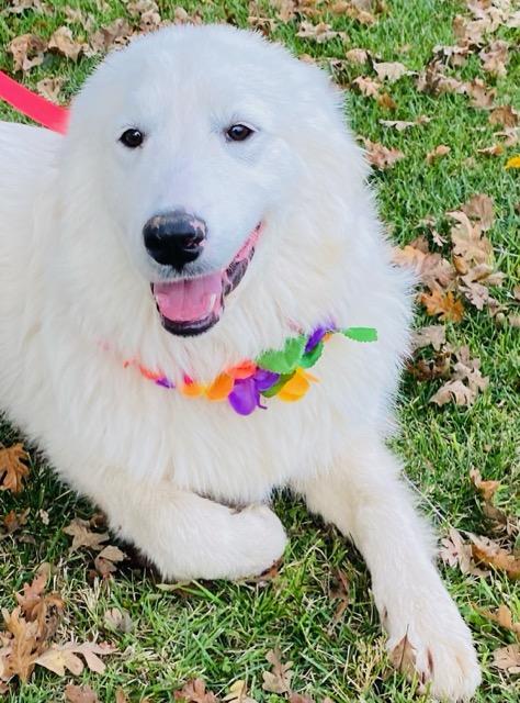 Juno, a Adoptable Great Pyrenees in Colusa, CA image 5/6