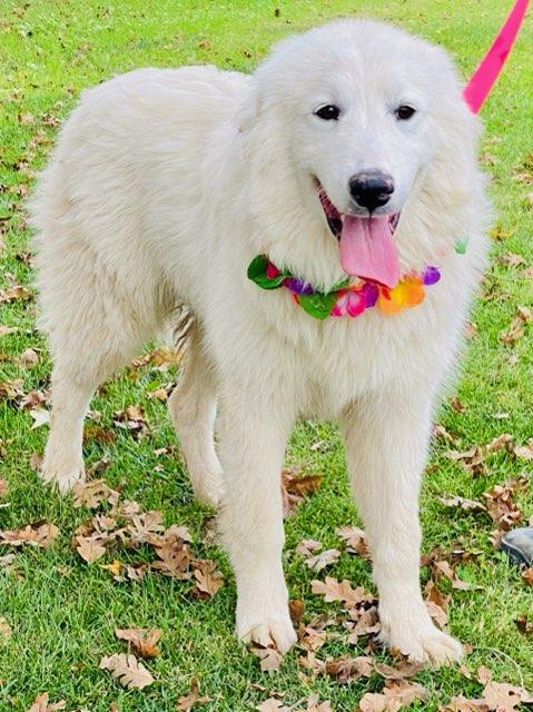 Juno, a Adoptable Great Pyrenees in Colusa, CA image 6/6