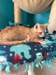 Sunny & Trixie, ADOPTABLE, Kitten Female Domestic Short Hair.