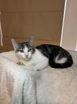Enlarge Sunny & Trixie, a ADOPTABLE Domestic Short Hair in Chico, CA image 2/2