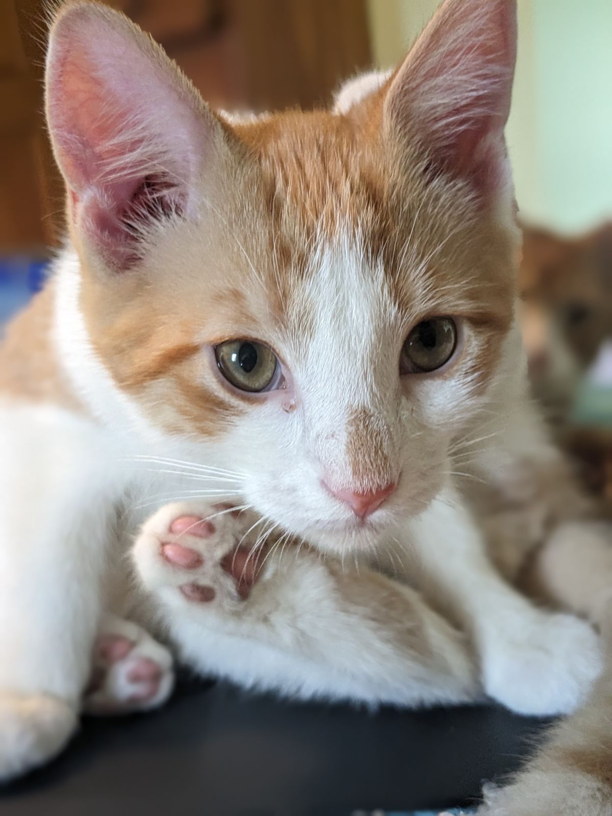 Enlarge Apollo, a Adopted Domestic Short Hair in Southborough, MA image 4/5