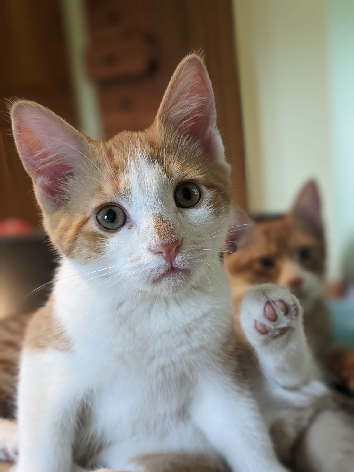 Apollo, Adopted, Kitten Male Domestic Short Hair.