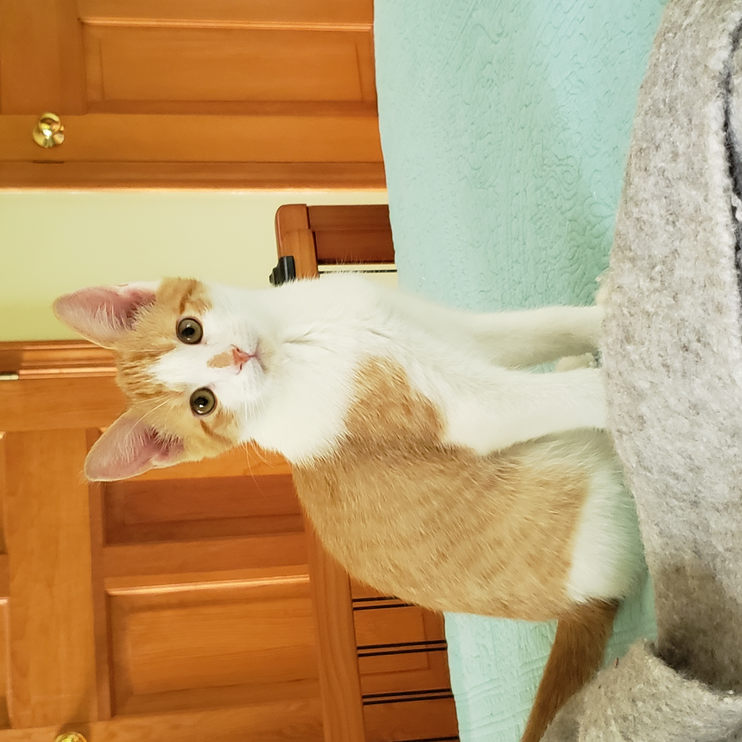 Enlarge Apollo, a Adopted Domestic Short Hair in Southborough, MA image 2/5