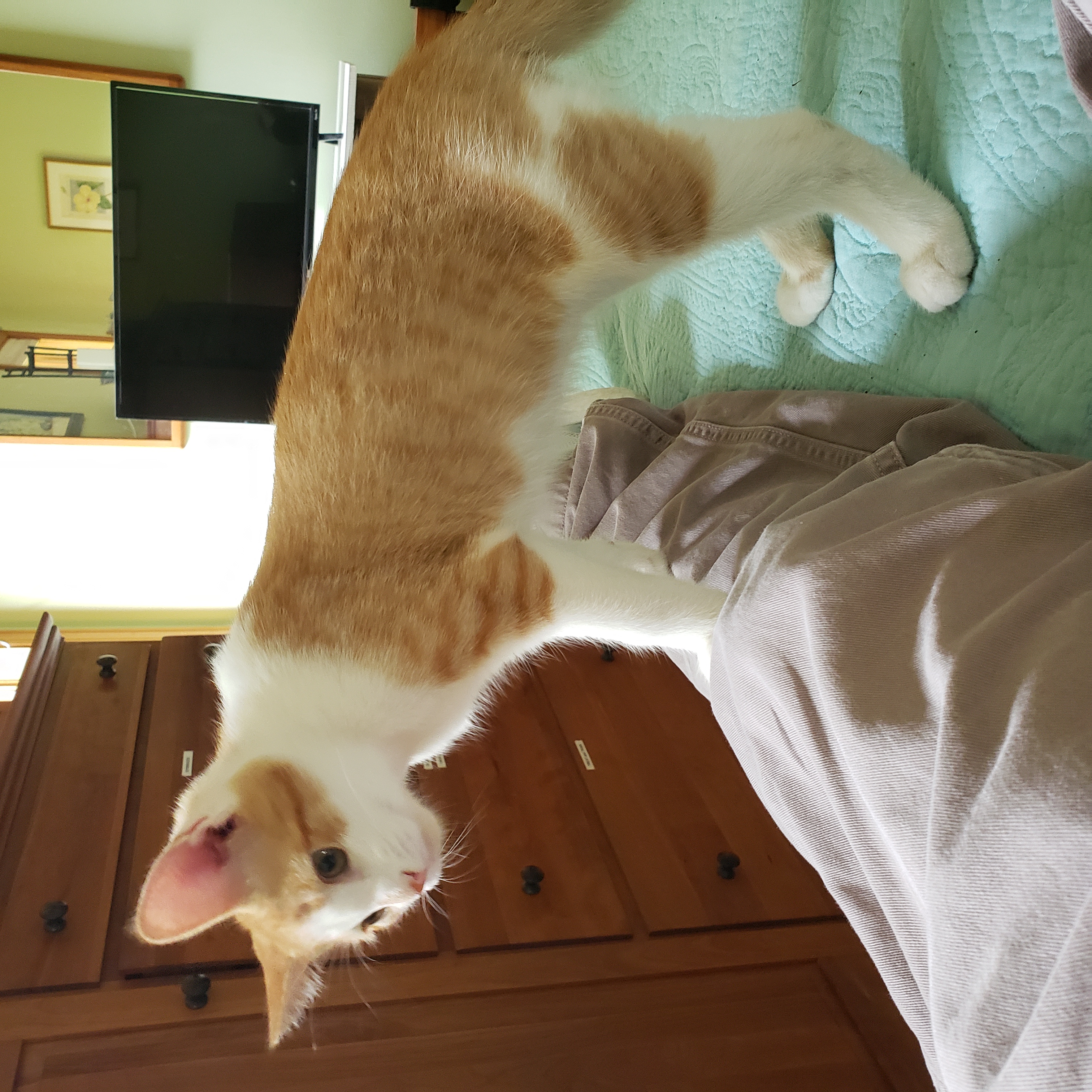 Enlarge Apollo, a Adopted Domestic Short Hair in Southborough, MA image 3/5