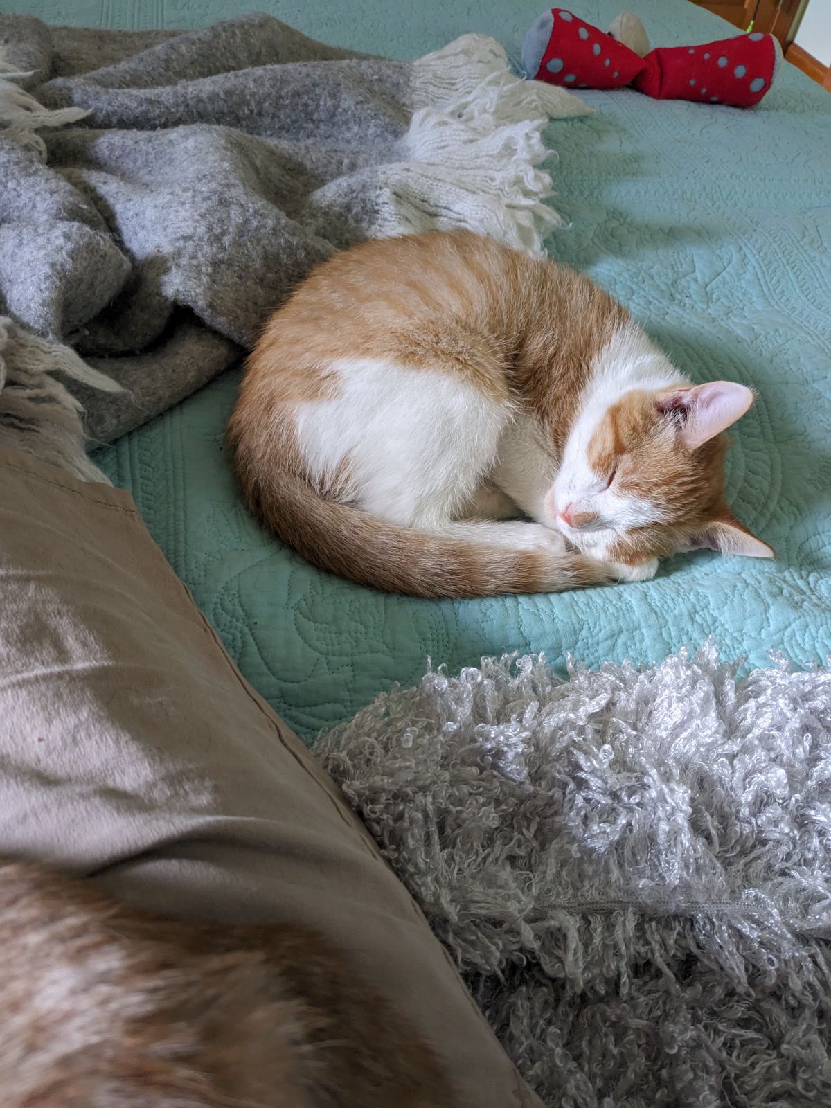 Enlarge Apollo, a Adopted Domestic Short Hair in Southborough, MA image 5/5