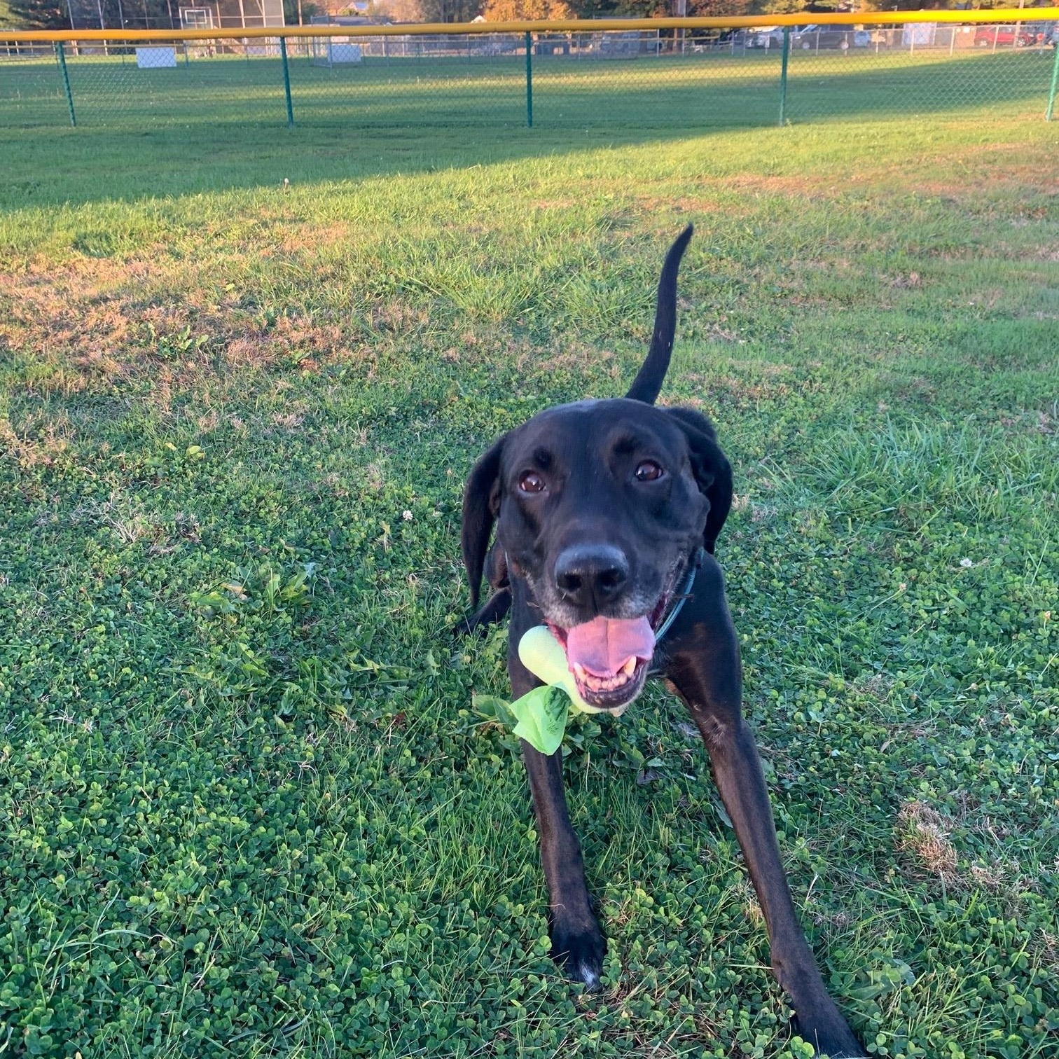 Maxwell, ADOPTABLE, Adult Male German Shorthaired Pointer & Hound.