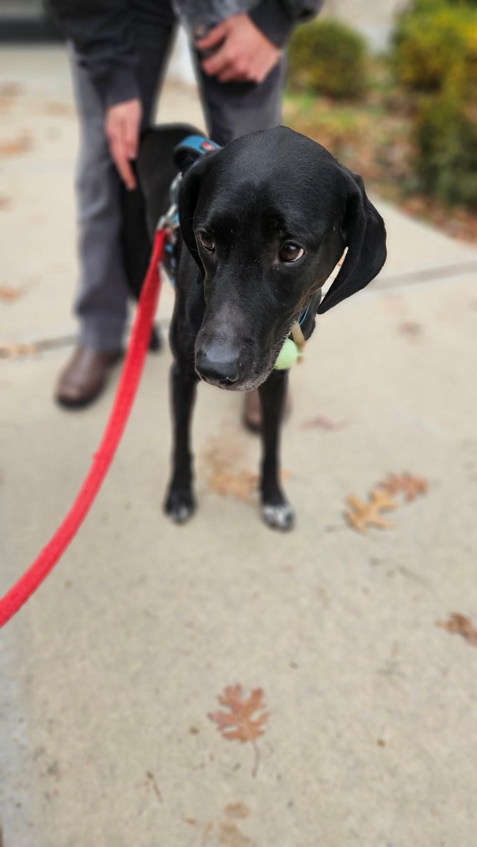 Maxwell, a ADOPTABLE mixed breed in Windsor, CT image 2/3