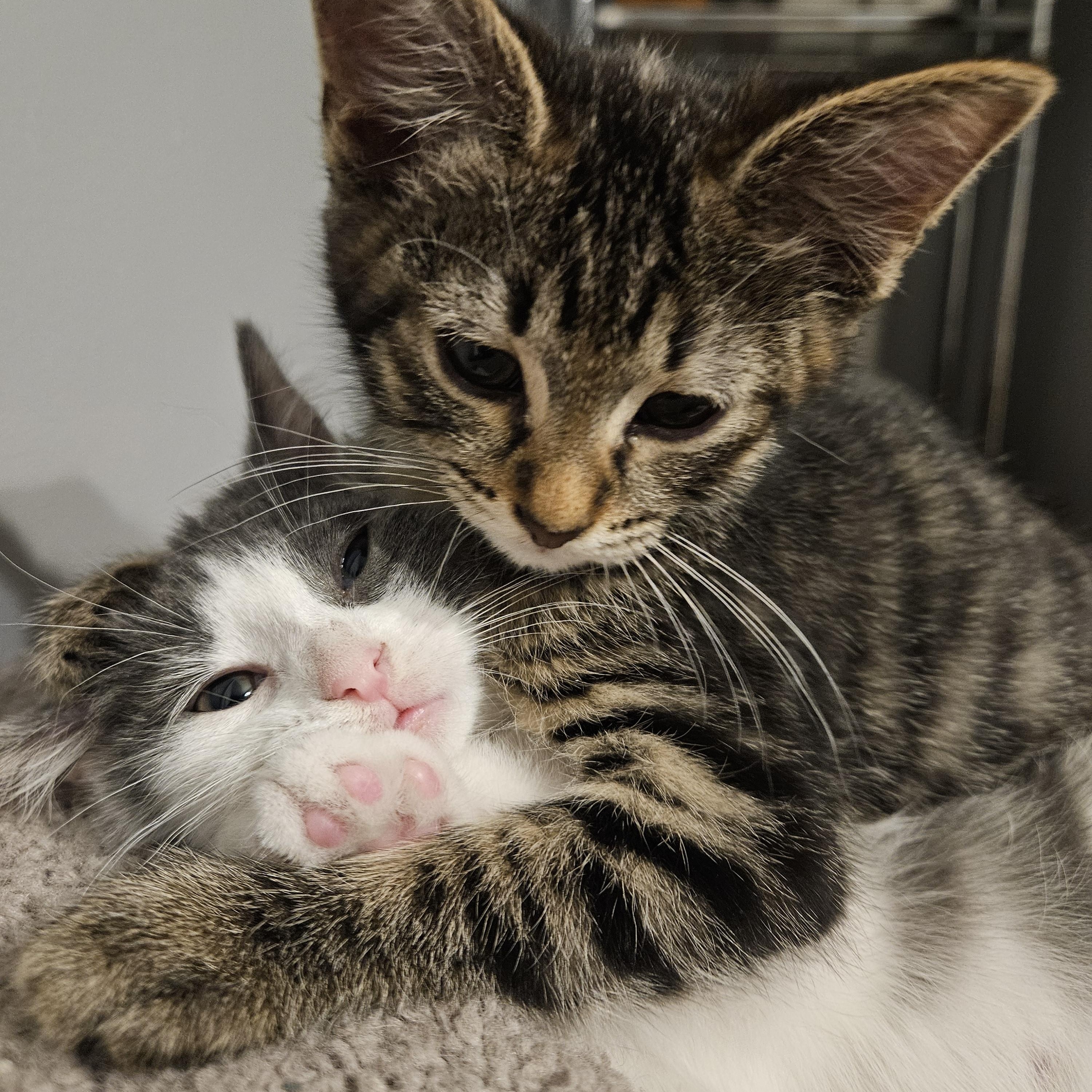 Enlarge Abby, a Adoptable mixed breed in Chicago, IL image 4/4