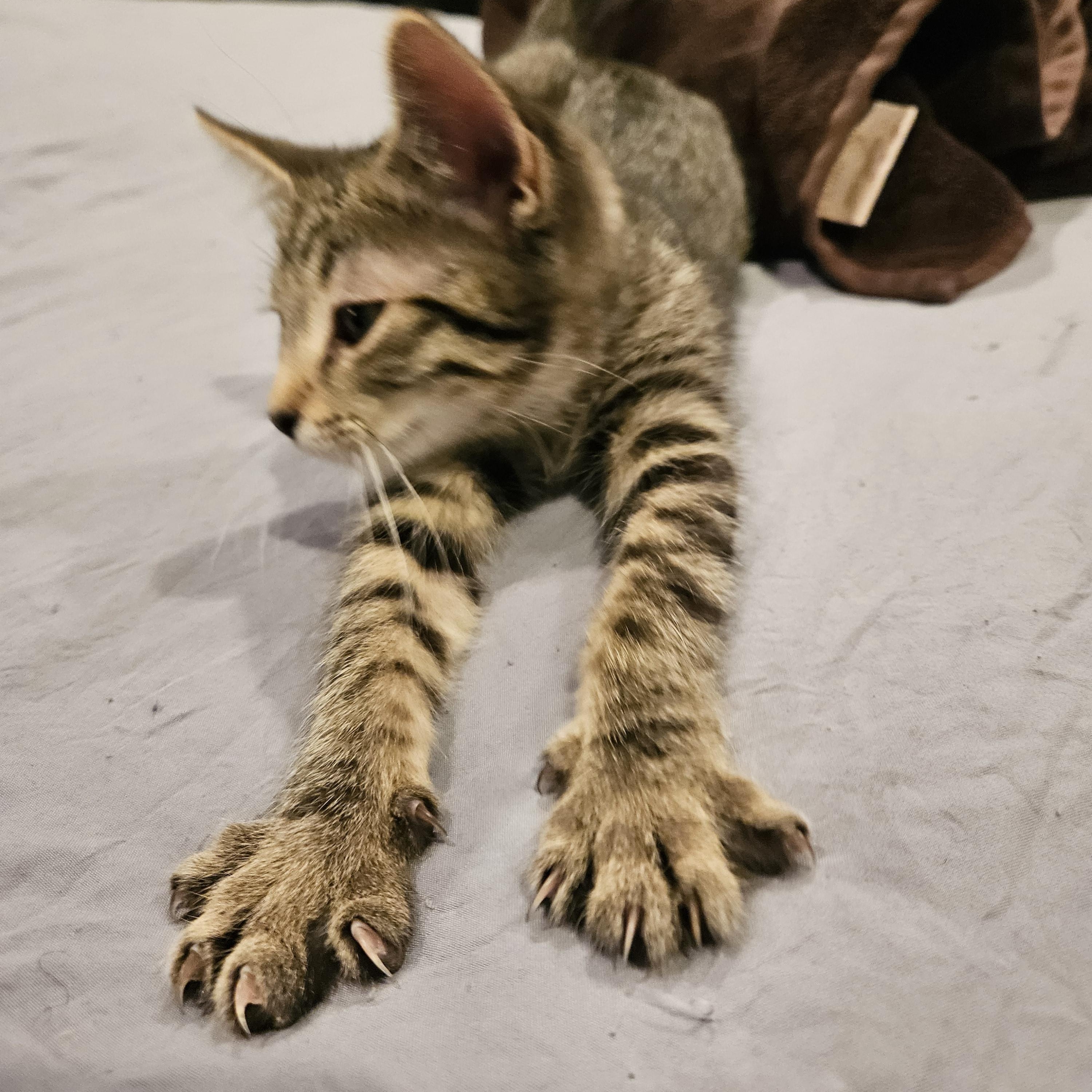 Enlarge Abby, a Adoptable mixed breed in Chicago, IL image 3/4