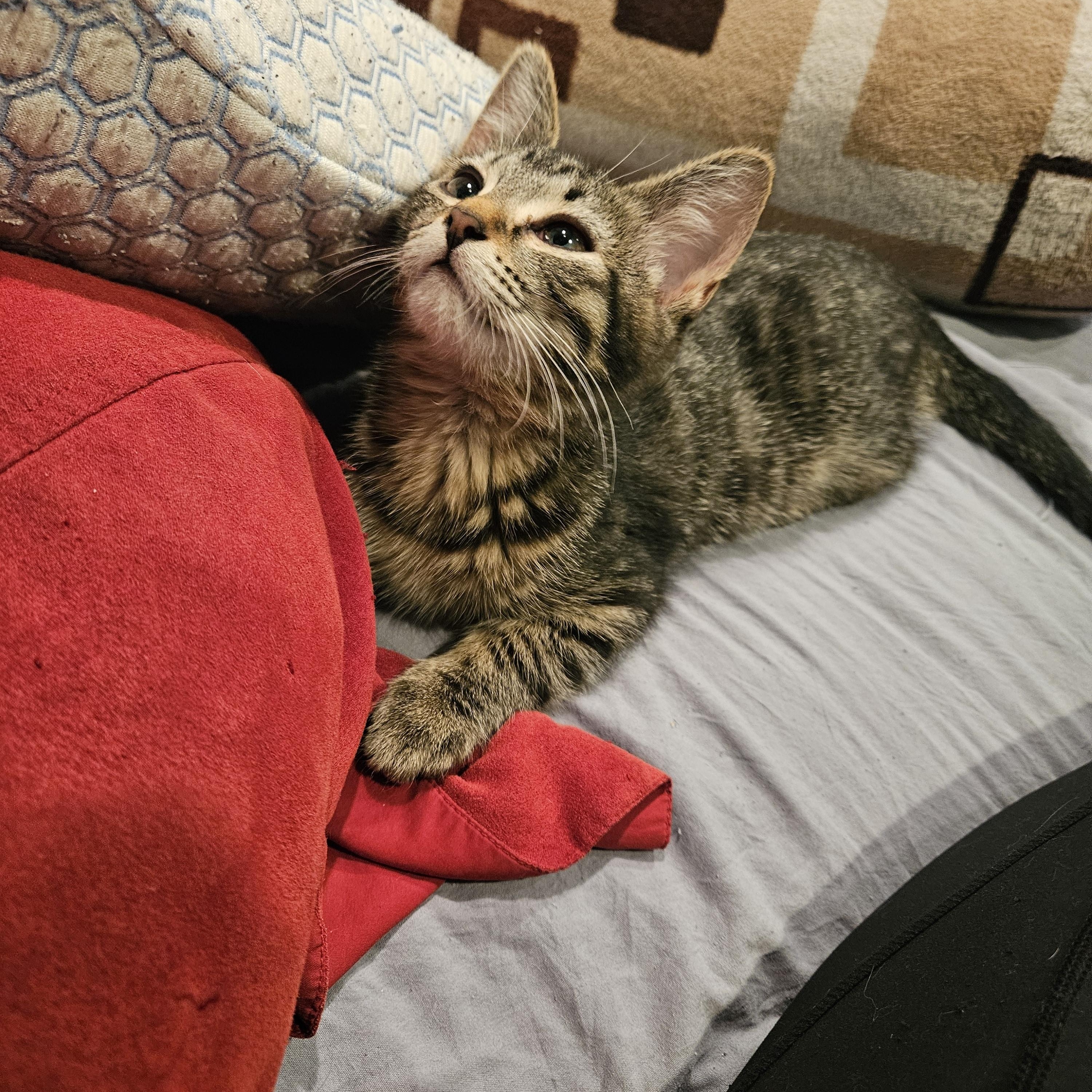 Abby, Adoptable, Kitten Female Domestic Short Hair.