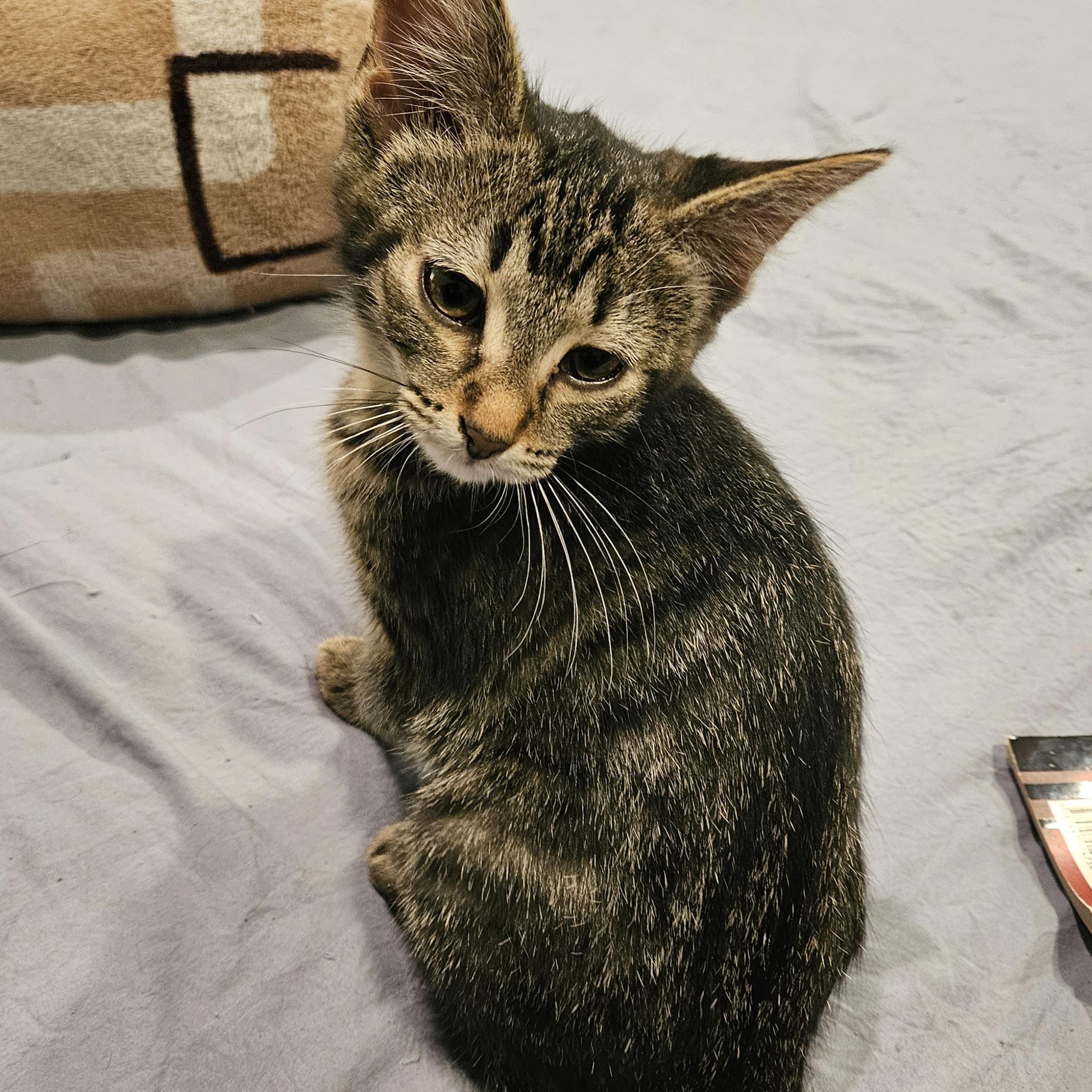 Enlarge Abby, a Adoptable mixed breed in Chicago, IL image 2/4