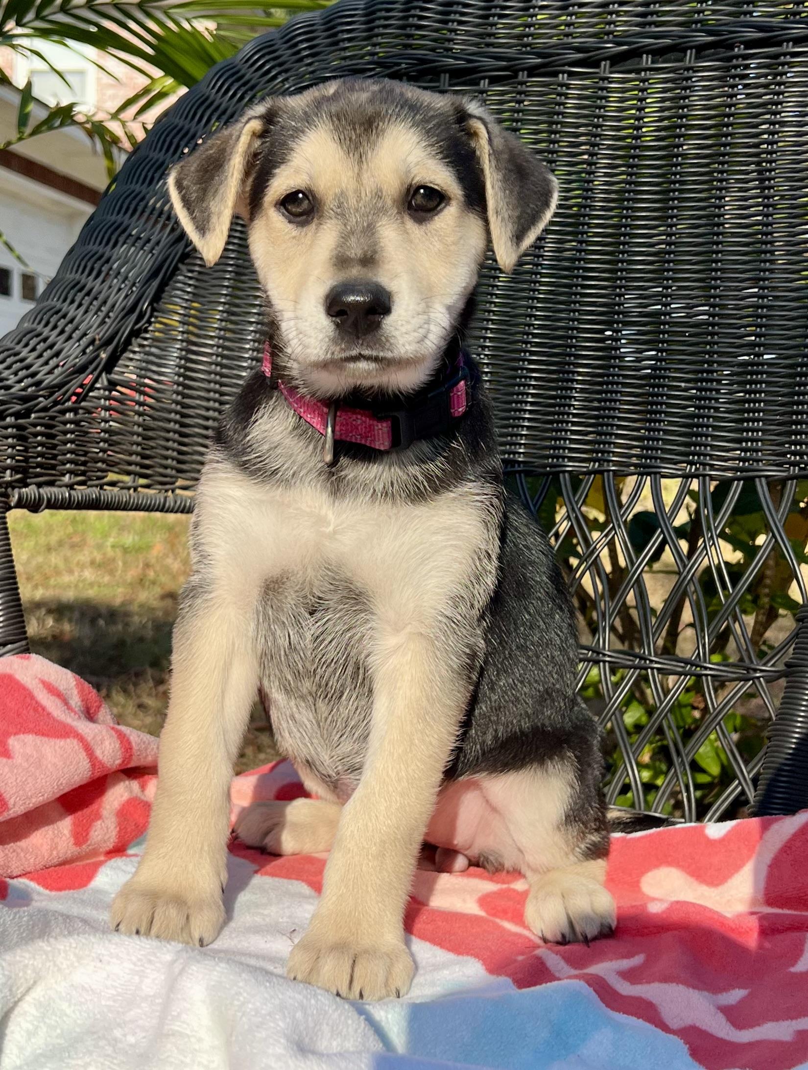 Enlarge Rosita, a ADOPTABLE mixed breed in Mt Pleasant, SC image 5/6