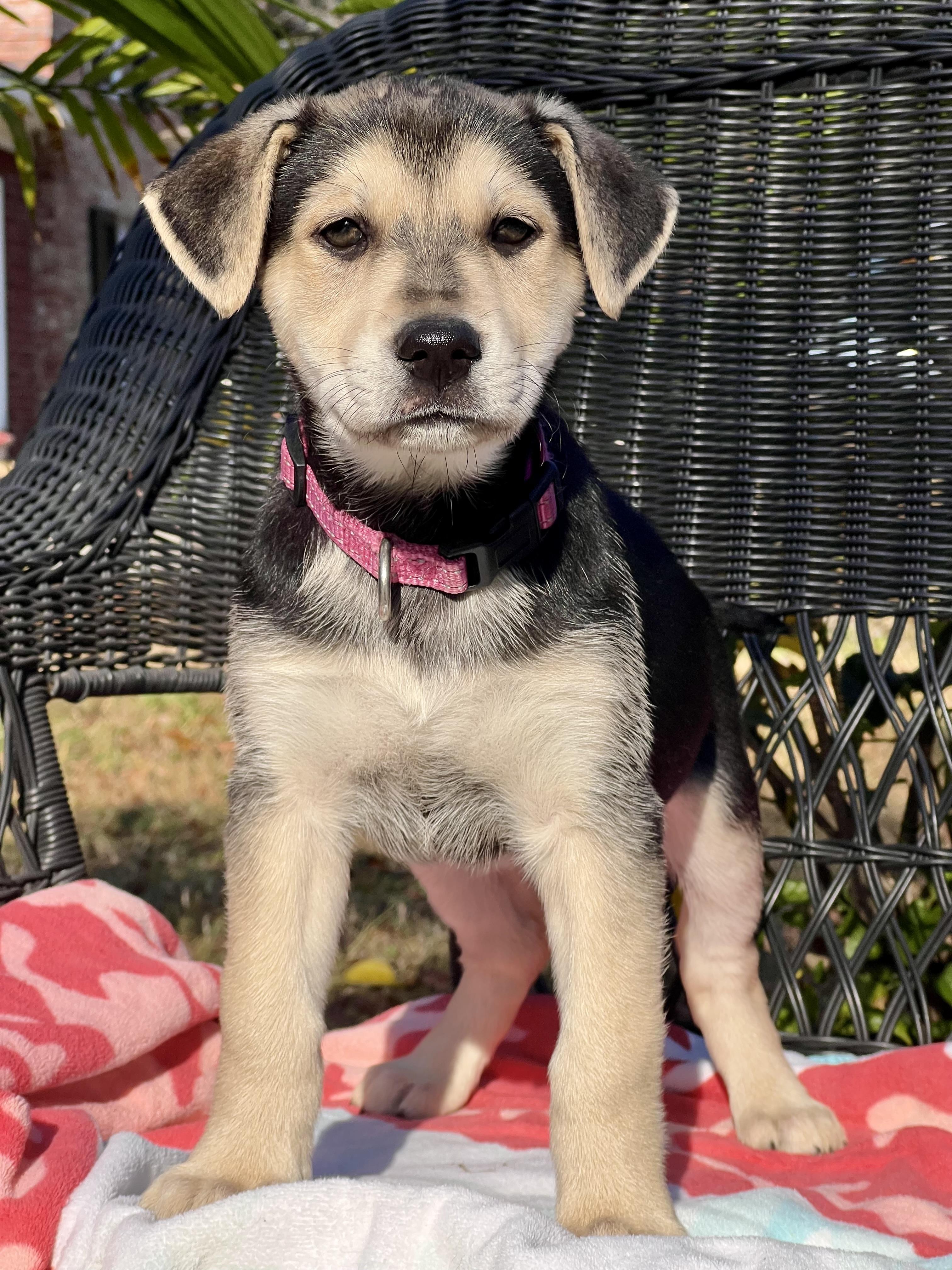 Enlarge Rosita, a ADOPTABLE mixed breed in Mt Pleasant, SC image 1/6