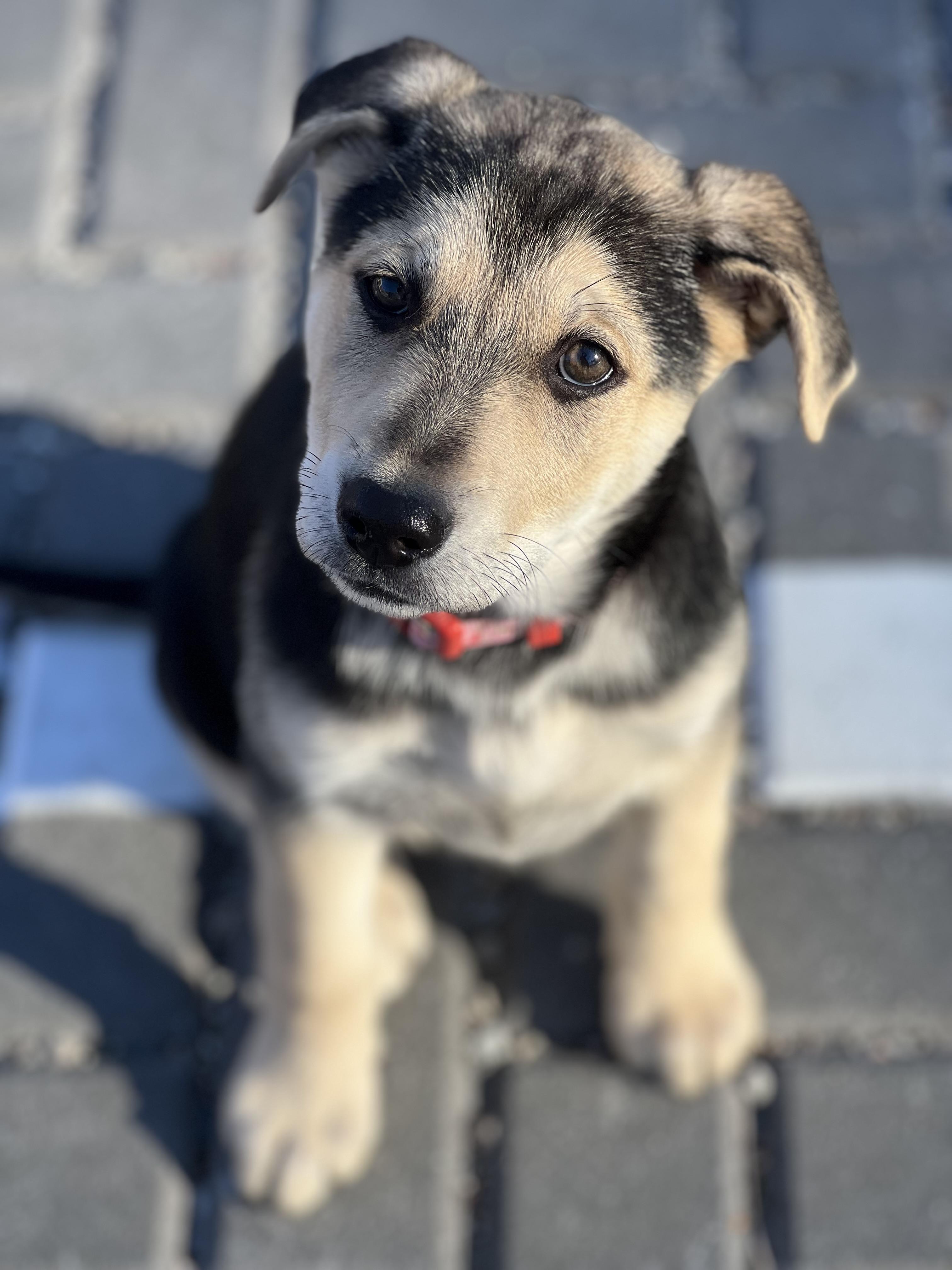 Enlarge Rosita, a ADOPTABLE mixed breed in Mt Pleasant, SC image 1/5
