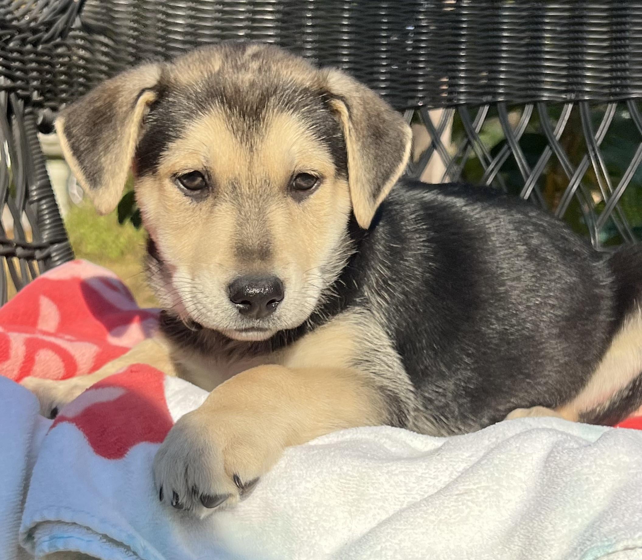 Enlarge Rosita, a ADOPTABLE mixed breed in Mt Pleasant, SC image 2/6