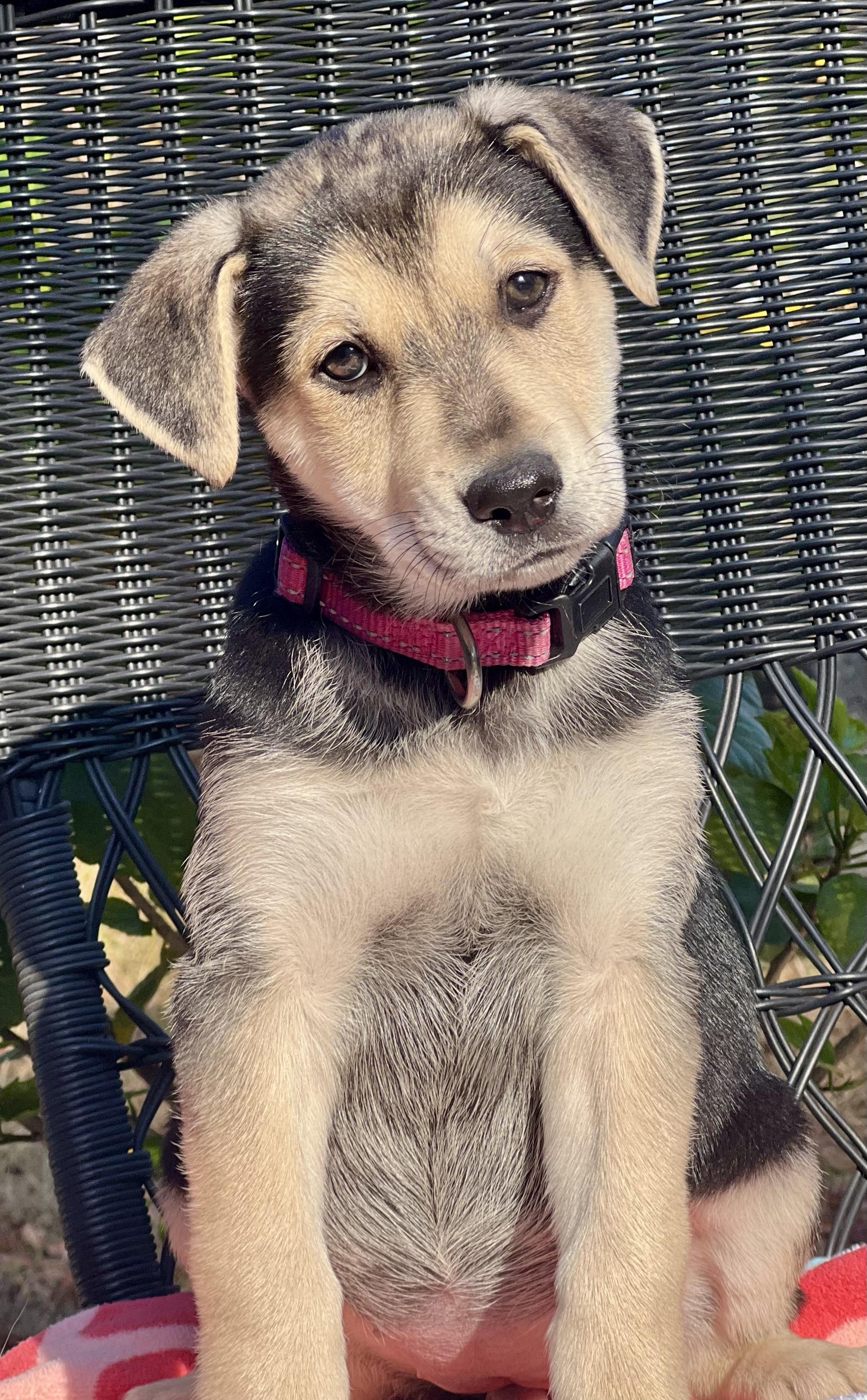 Enlarge Rosita, a ADOPTABLE mixed breed in Mt Pleasant, SC image 4/6