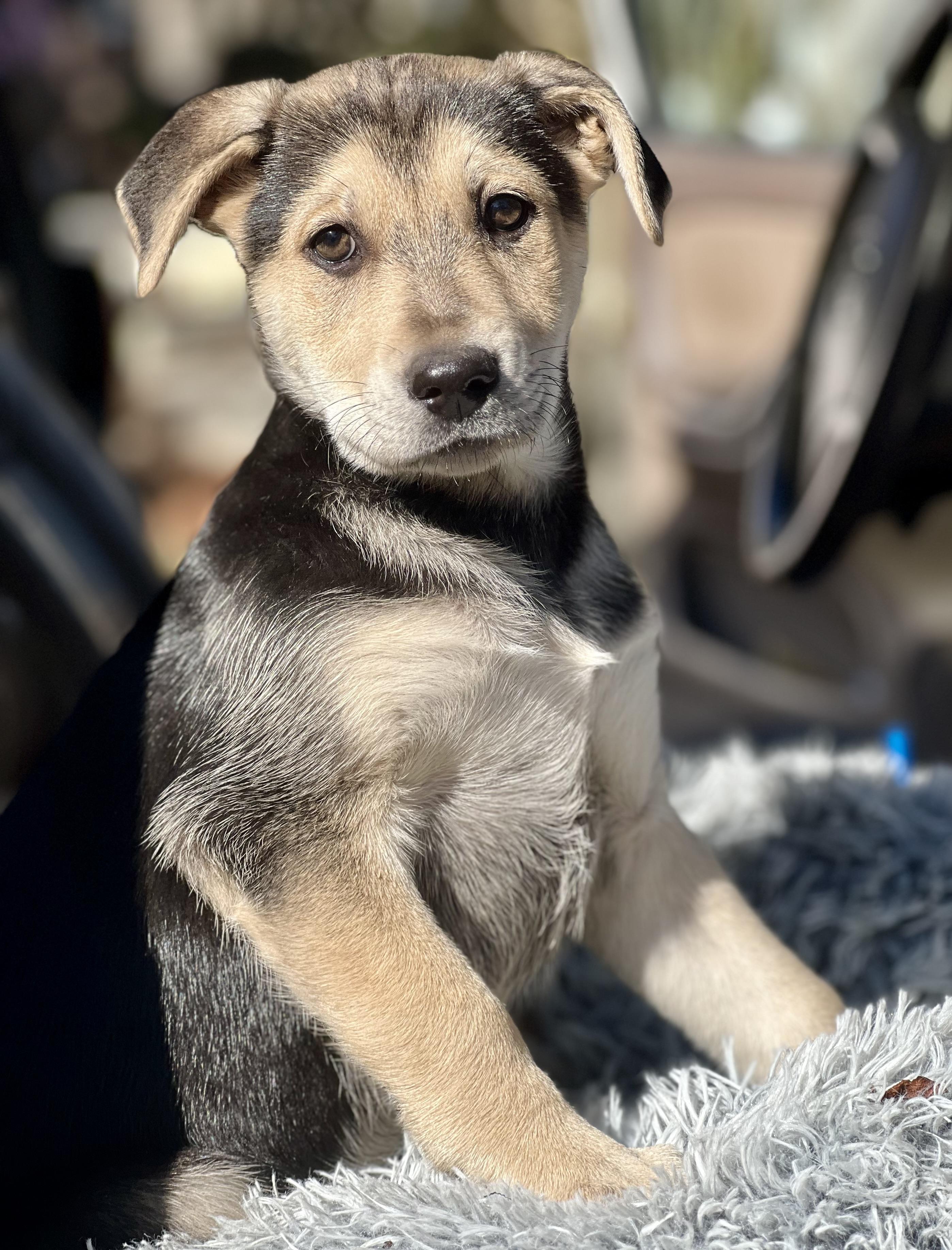 Enlarge Rosita, a ADOPTABLE mixed breed in Mt Pleasant, SC image 3/5