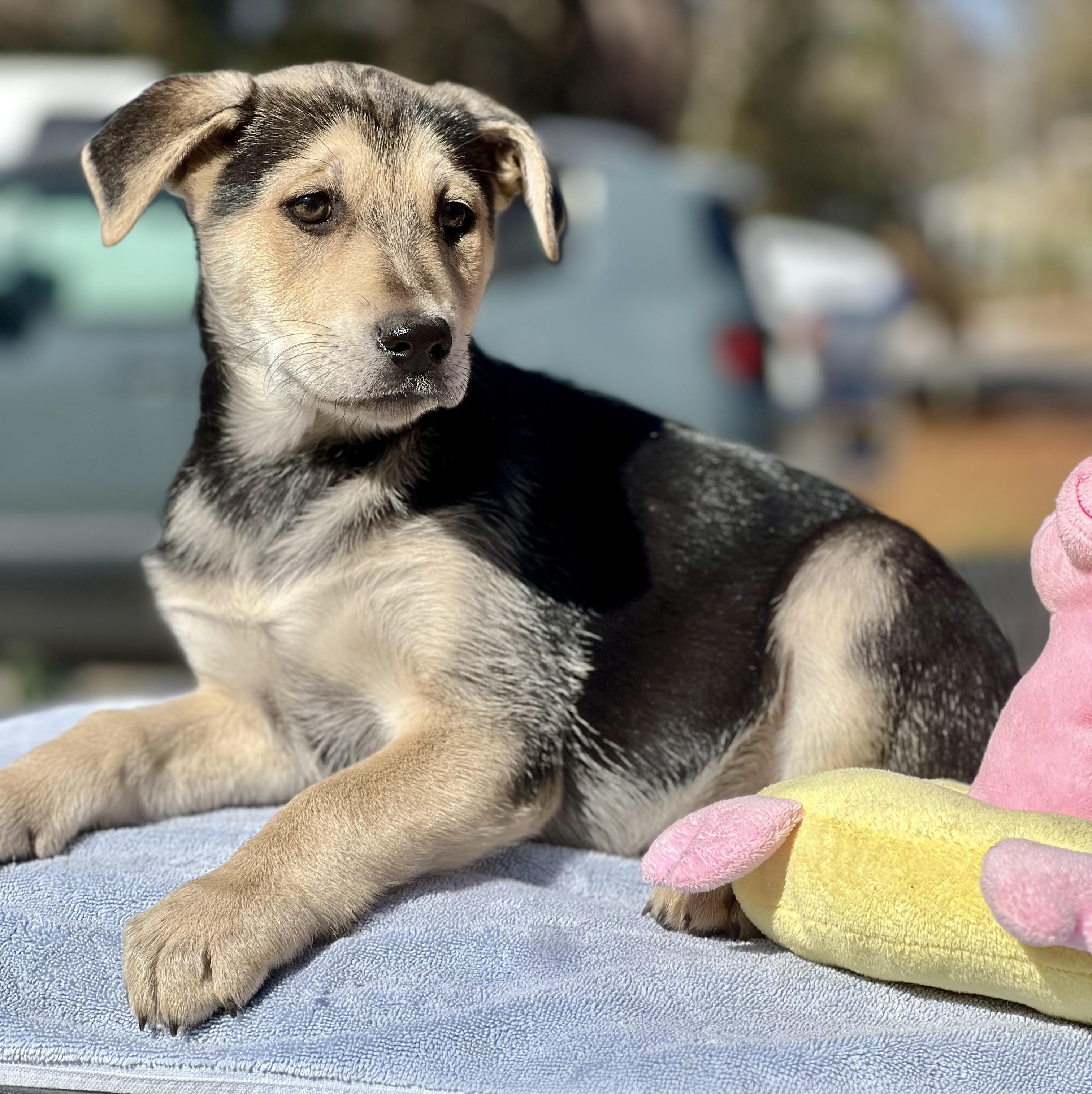Enlarge Rosita, a ADOPTABLE mixed breed in Mt Pleasant, SC image 4/5