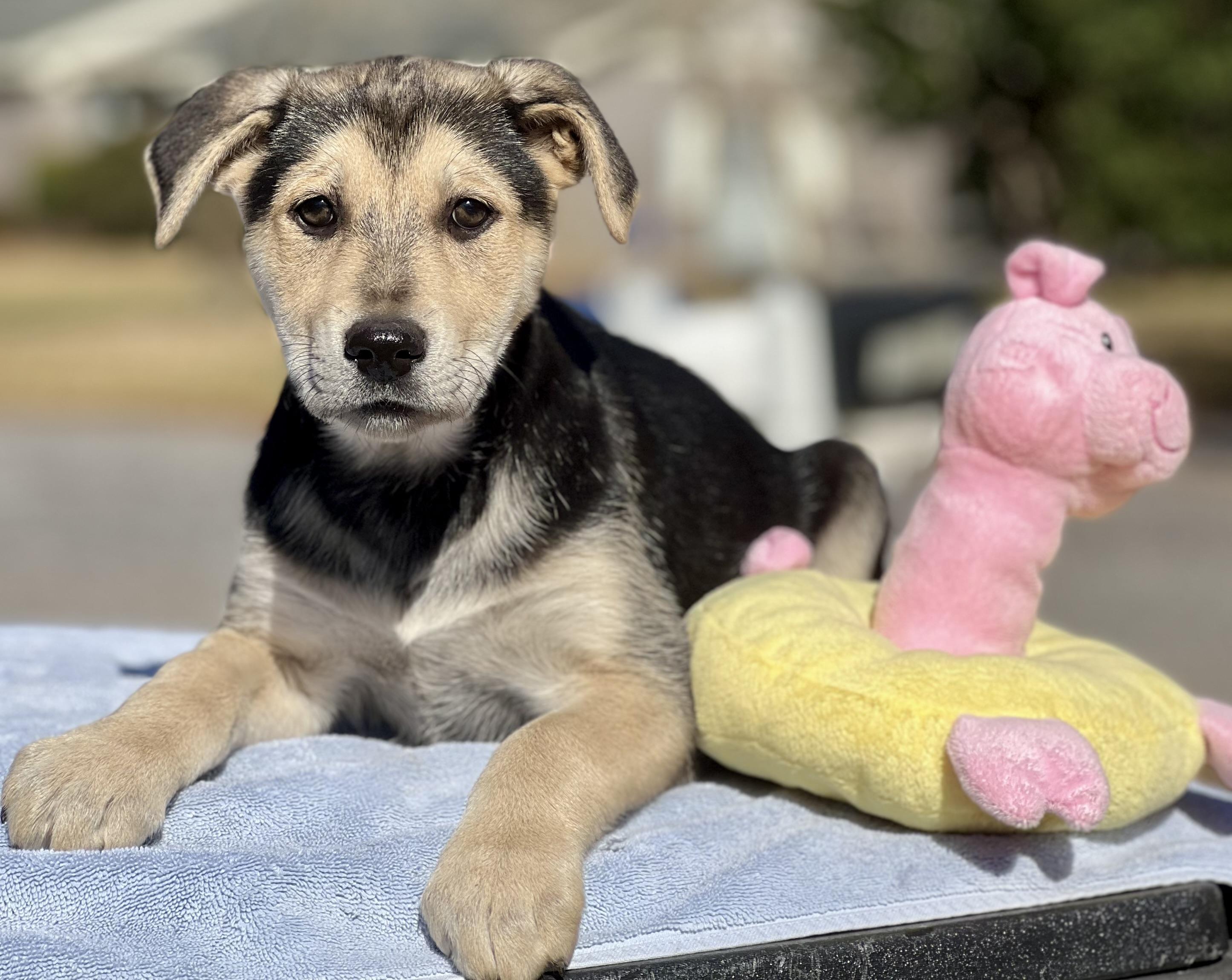 Enlarge Rosita, a ADOPTABLE mixed breed in Mt Pleasant, SC image 2/5