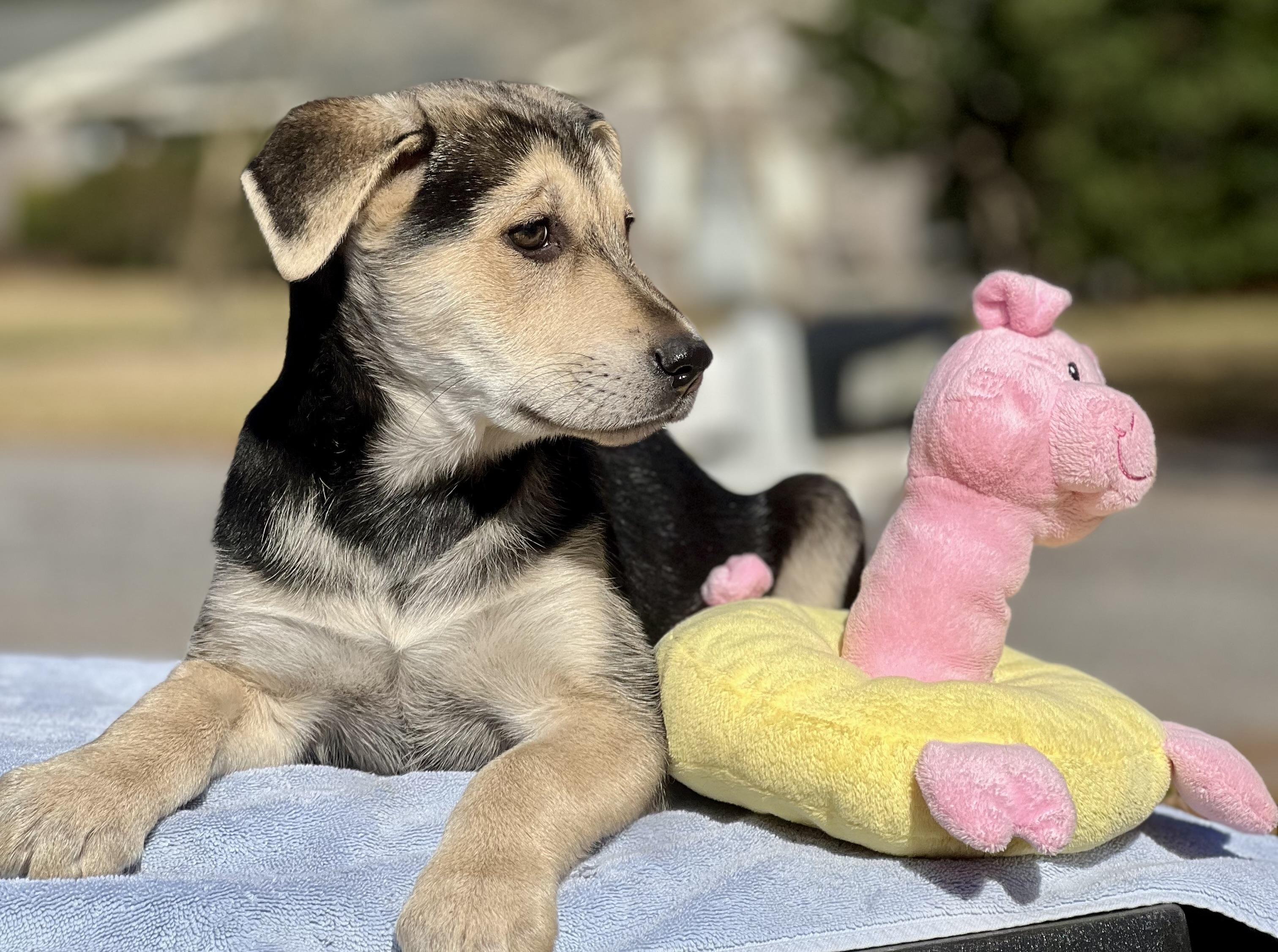 Enlarge Rosita, a ADOPTABLE mixed breed in Mt Pleasant, SC image 5/5