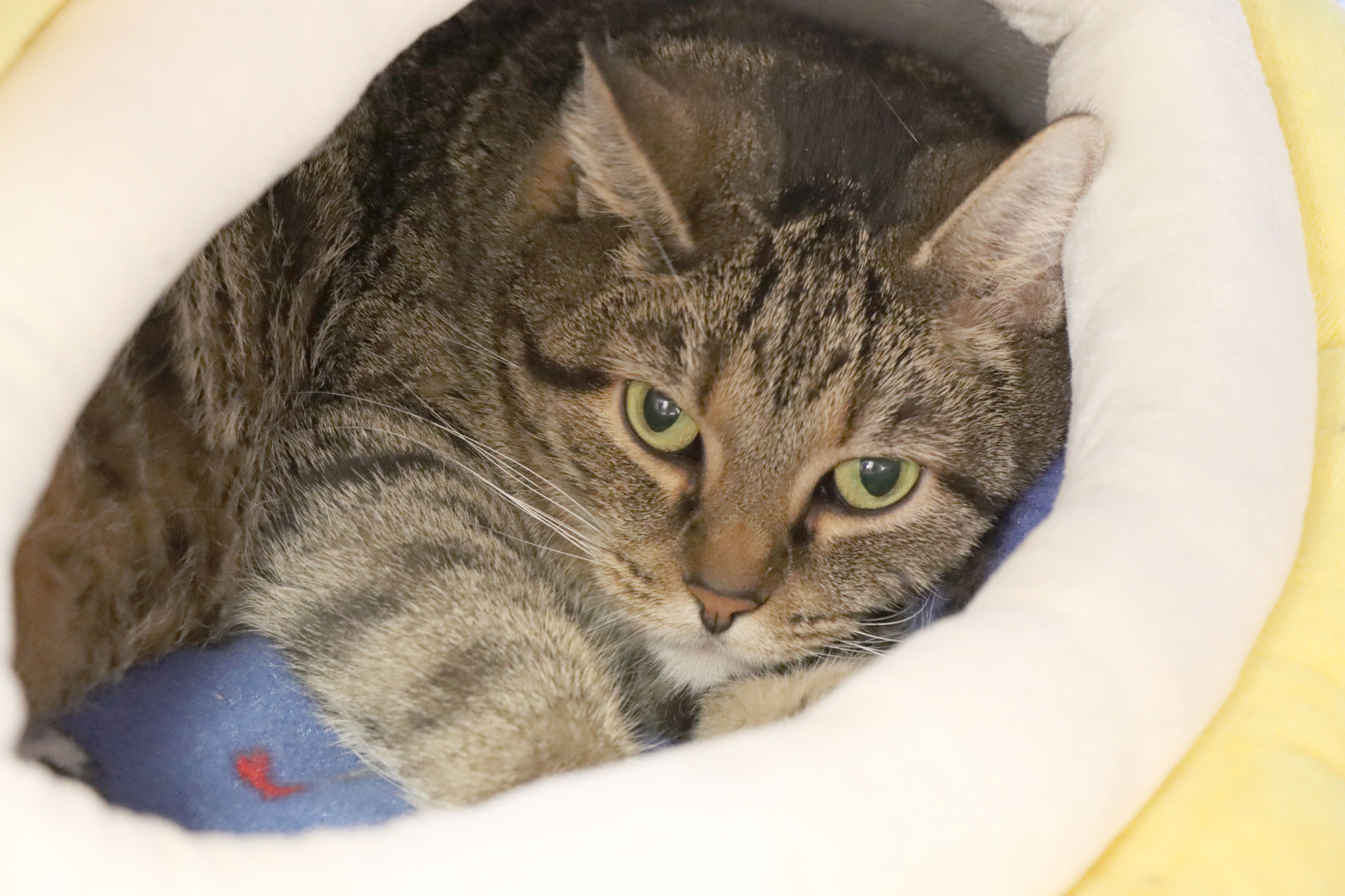 Nia, Adoptable, Senior Female Domestic Short Hair.