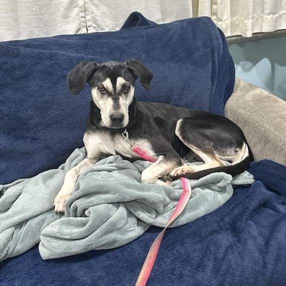 Eleanor - in foster home, former WBTW Pet of the Weekend, an adoptable Mixed Breed in Myrtle Beach, SC, 29577 | Photo Image 2