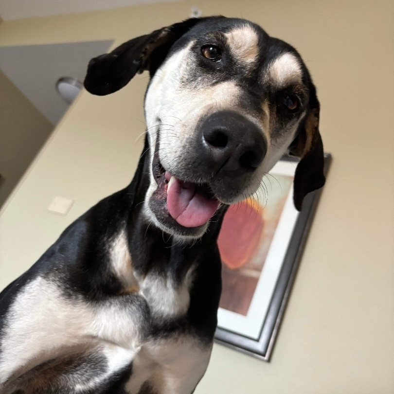 Eleanor - in foster home, former WBTW Pet of the Weekend, an adoptable Mixed Breed in Myrtle Beach, SC, 29577 | Photo Image 5