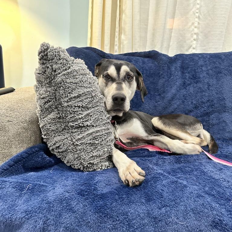 Eleanor - in foster home, former WBTW Pet of the Weekend, an adoptable Mixed Breed in Myrtle Beach, SC, 29577 | Photo Image 4