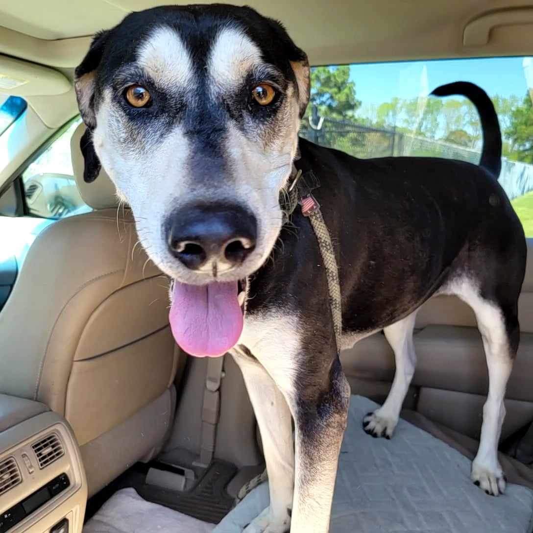 Eleanor - in foster home, former WBTW Pet of the Weekend, an adoptable Mixed Breed in Myrtle Beach, SC, 29577 | Photo Image 1