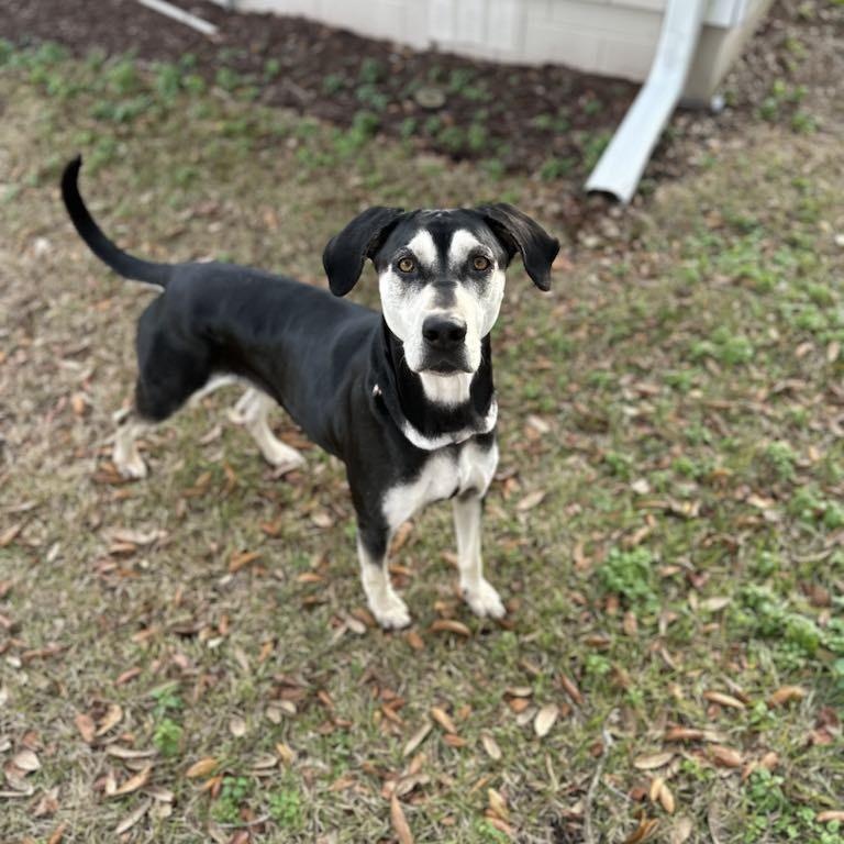 Eleanor - in foster home, former WBTW Pet of the Weekend, an adoptable Mixed Breed in Myrtle Beach, SC, 29577 | Photo Image 3