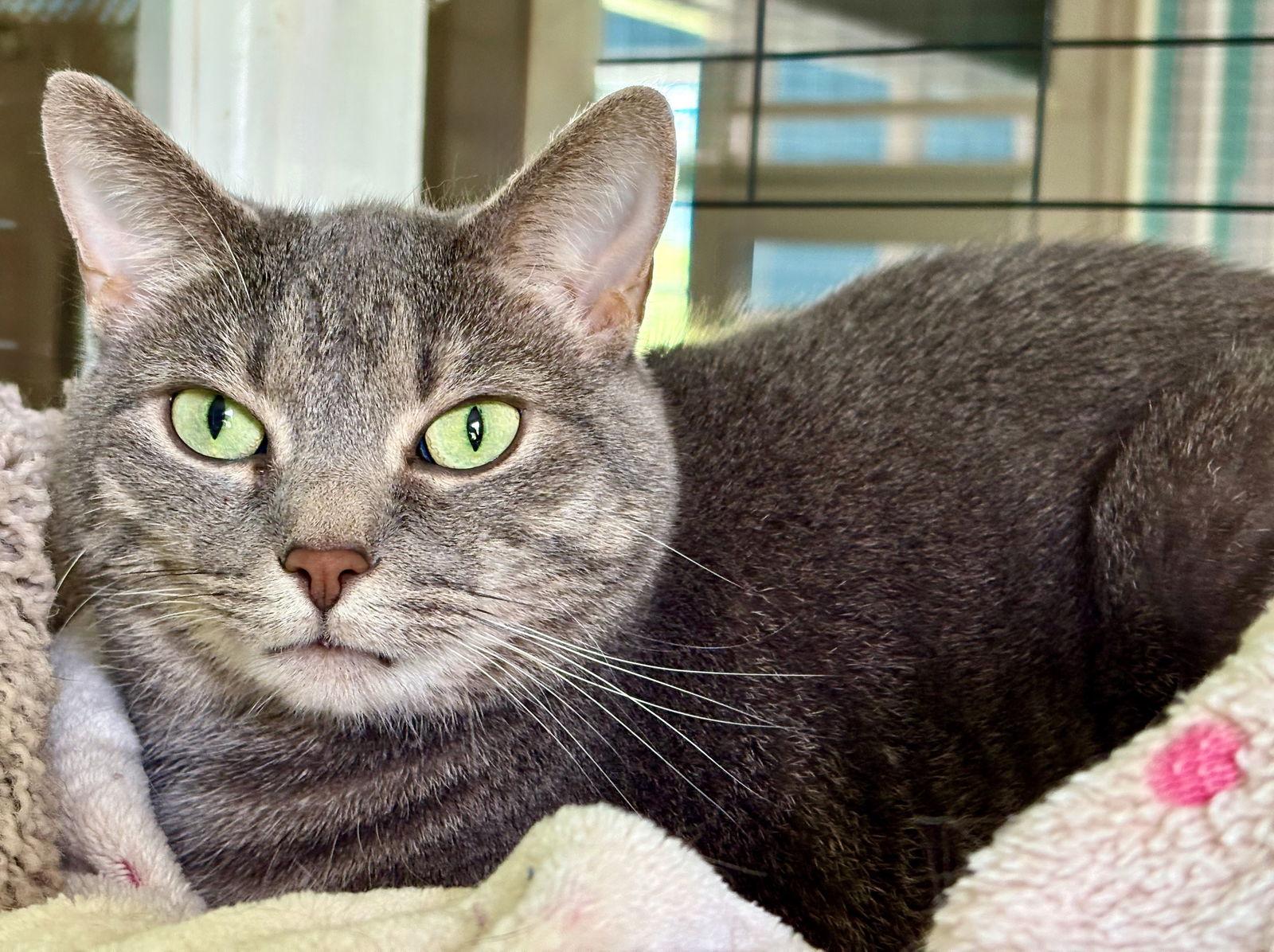 Enlarge Ellie Mae, a Adoptable mixed breed in Flint Hill, VA image 1/3