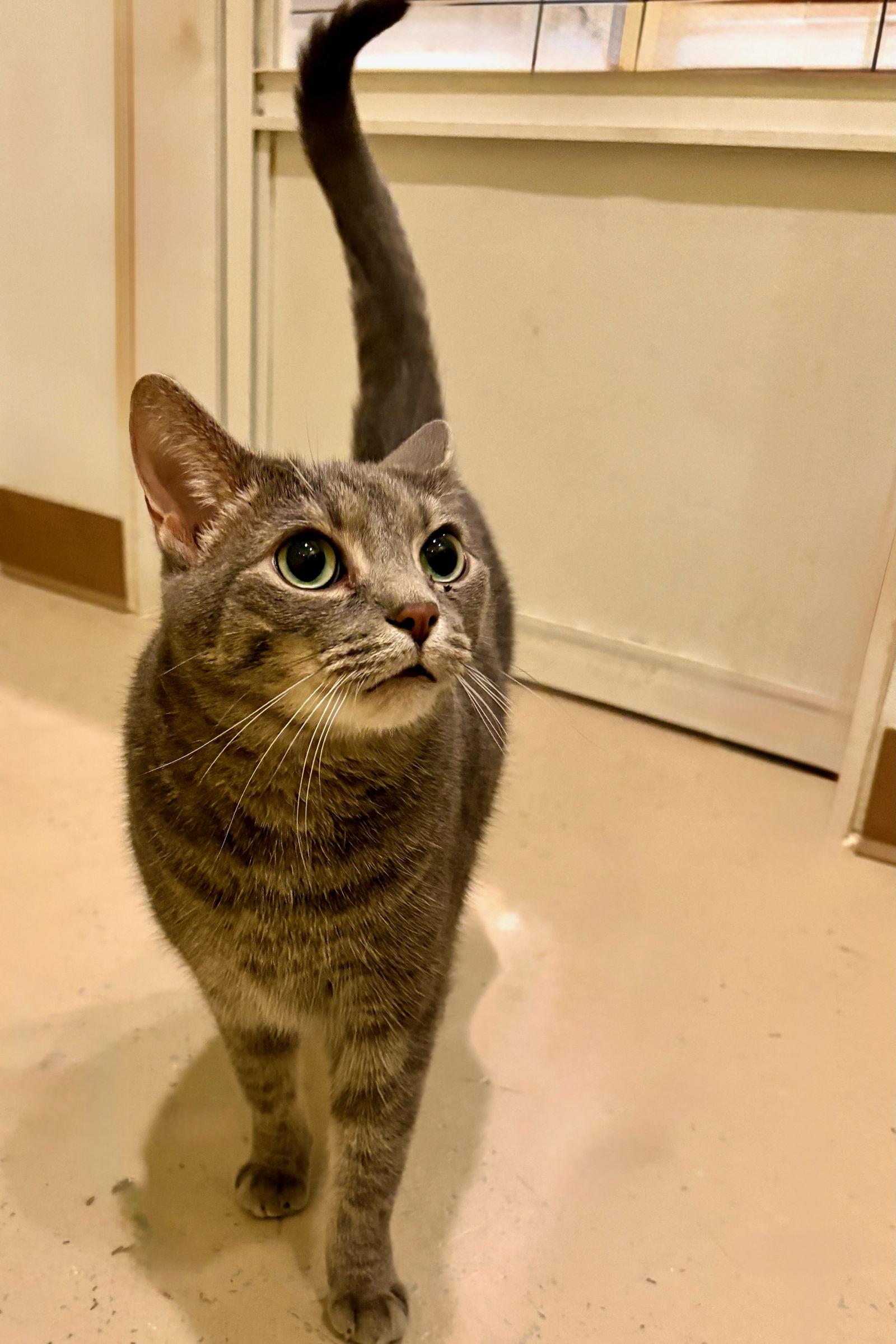 Ellie Mae, Adoptable, Adult Female Tabby & Domestic Short Hair.