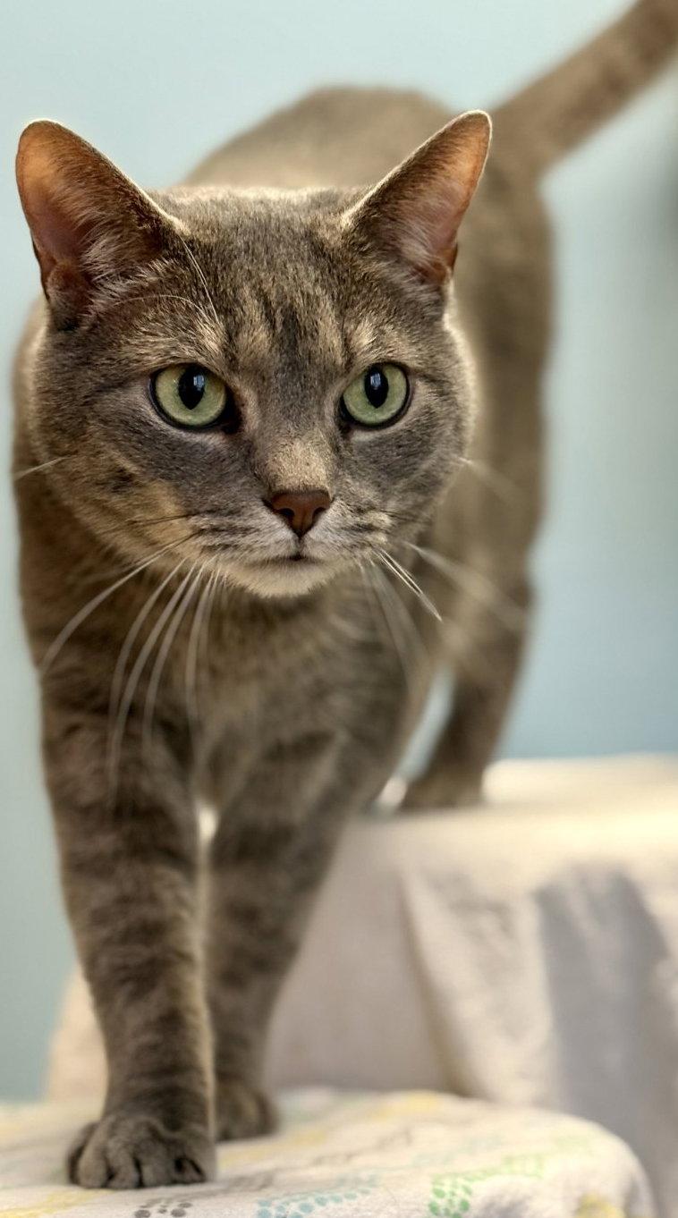 Enlarge Ellie Mae, a Adoptable mixed breed in Flint Hill, VA image 1/3