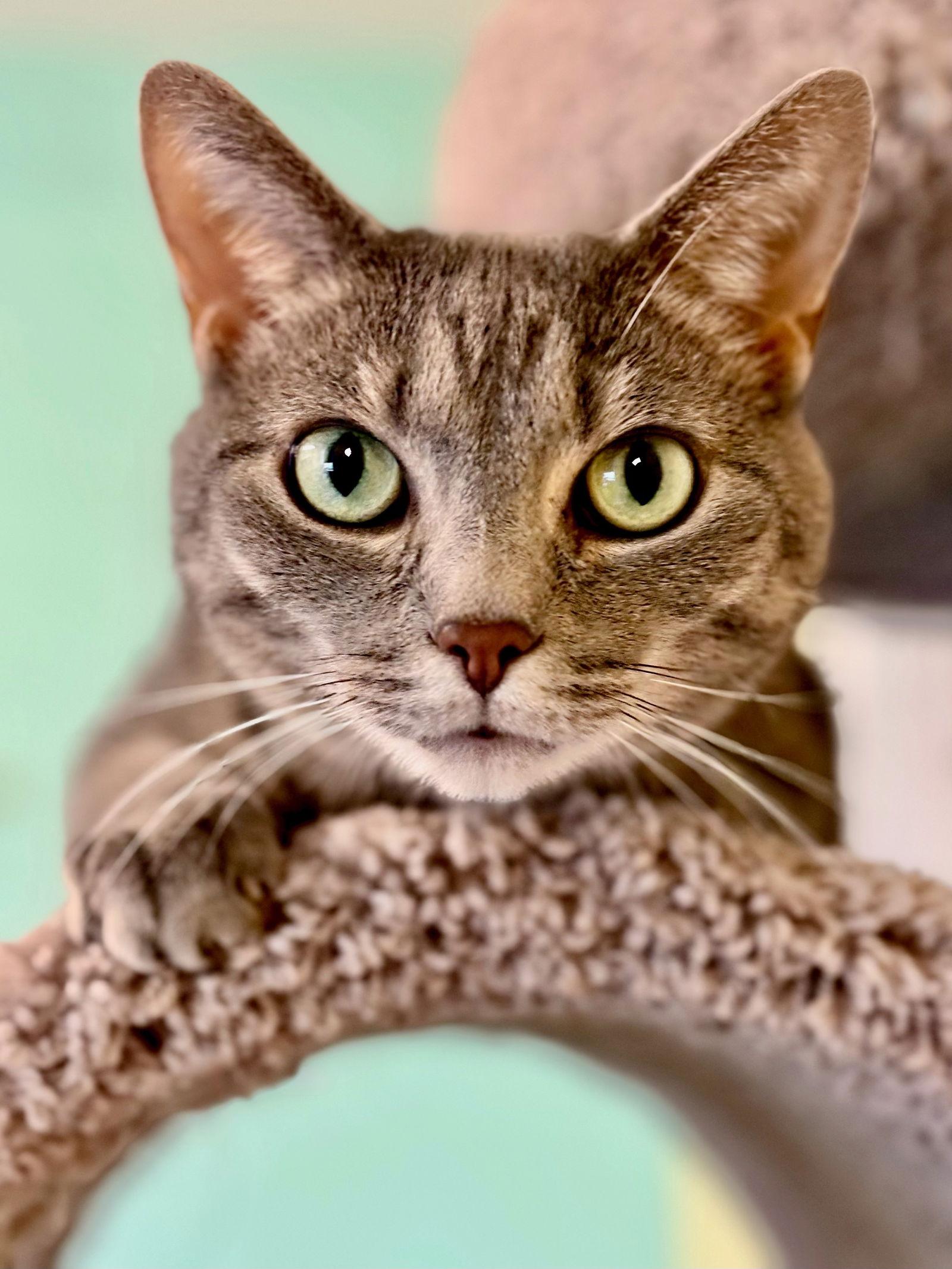 Ellie Mae, a Adoptable mixed breed in Flint Hill, VA image 2/3