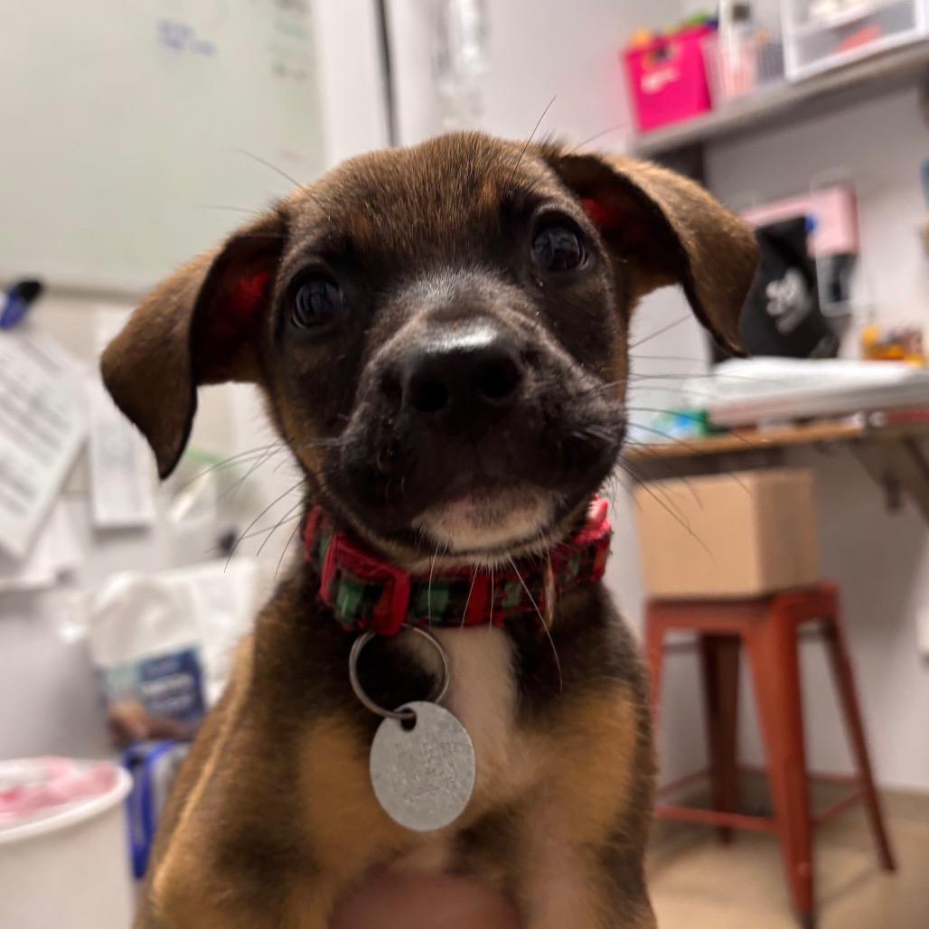 Enlarge Arlo, a Adoptable Terrier in Brookfield, WI image 1/1