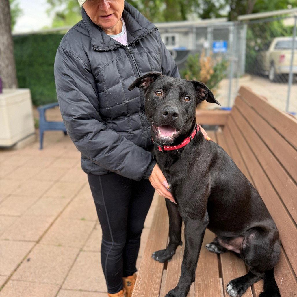 Enlarge Boo, a Adoptable Black Labrador Retriever in Dallas, TX image 2/3