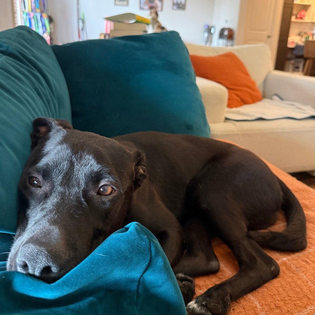 Boo, a Adoptable Black Labrador Retriever in Dallas, TX image 2/3