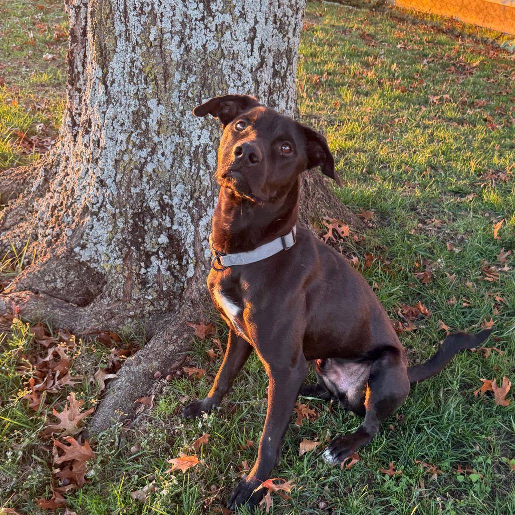 Enlarge Boo, a Adoptable Black Labrador Retriever in Dallas, TX image 1/3