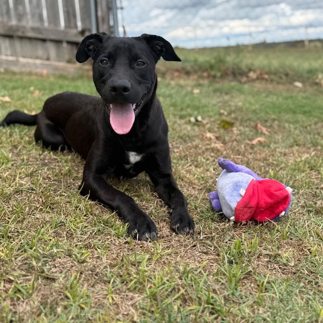 Enlarge Boo, a Adoptable Black Labrador Retriever in Dallas, TX image 2/3